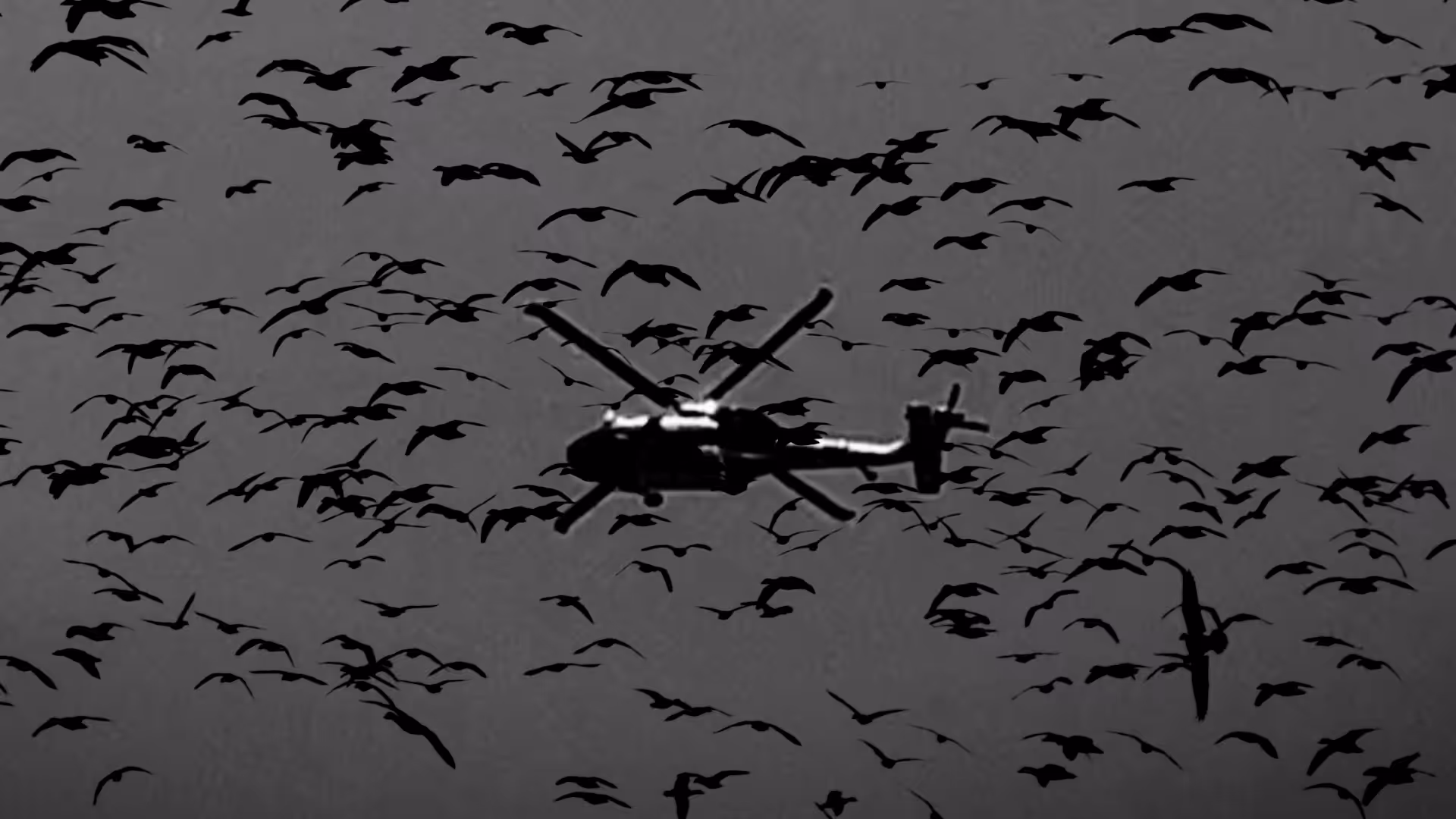 Birds I