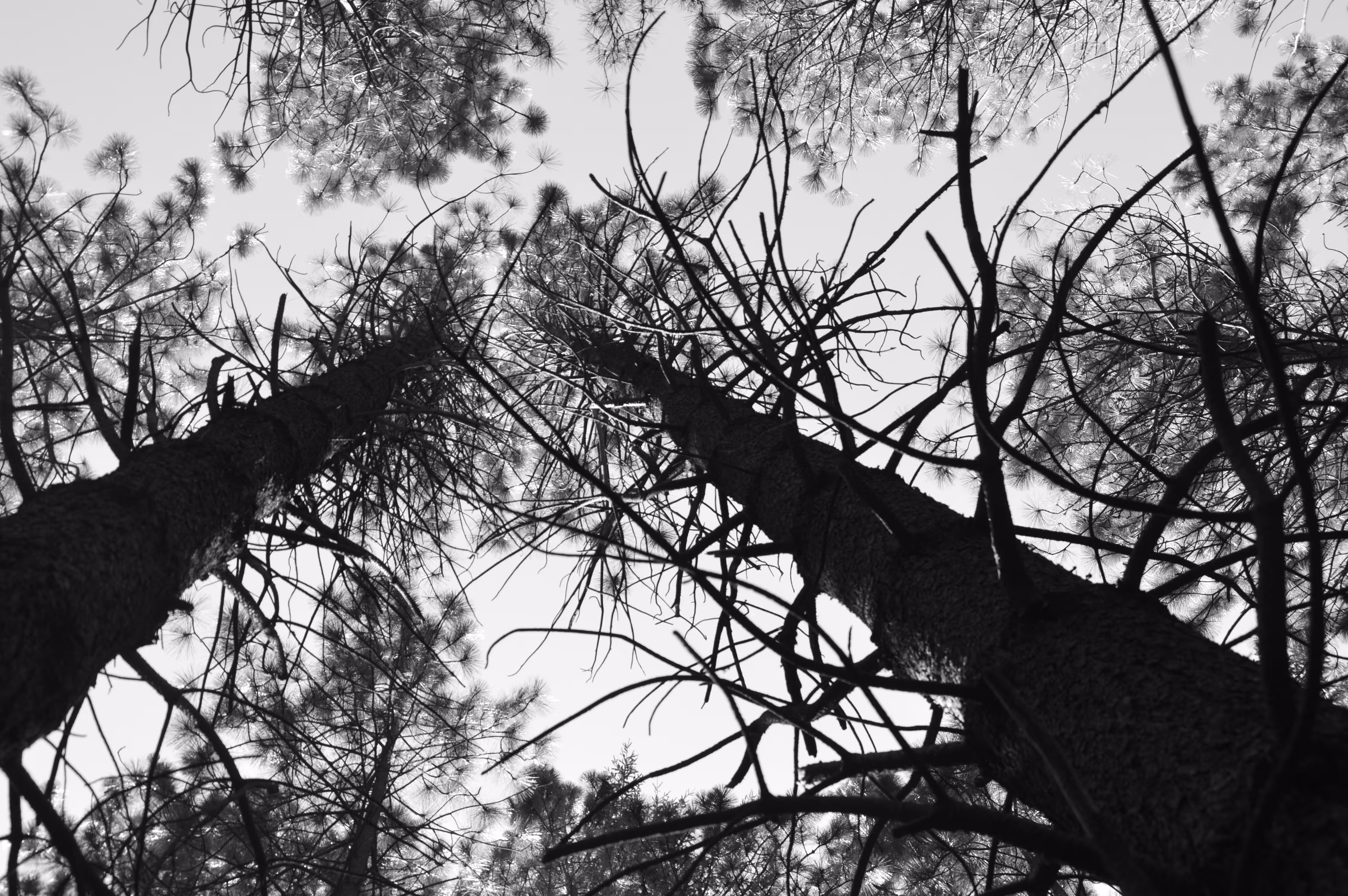 Branching out