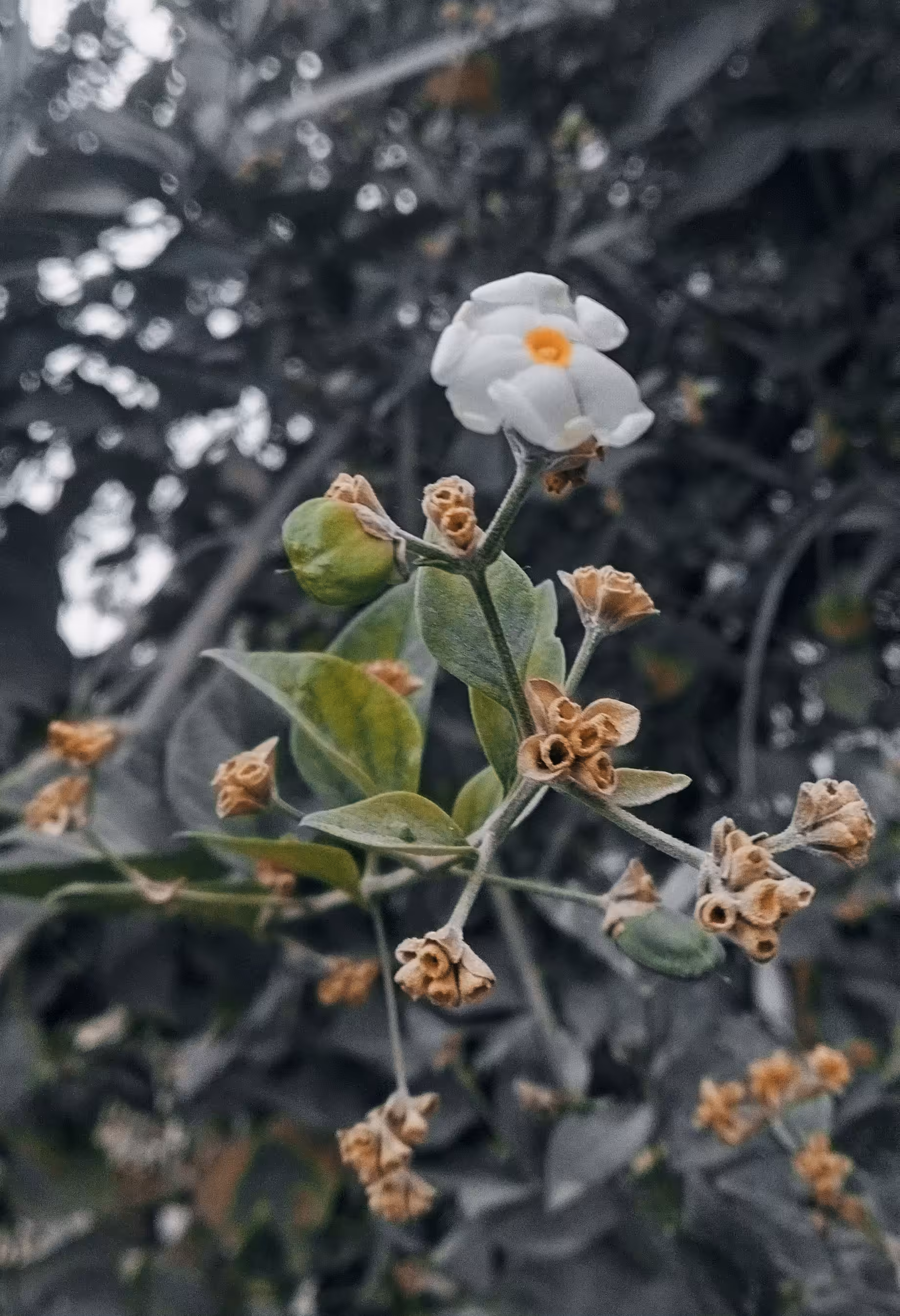 Parijataka (Coral Jasmine) 