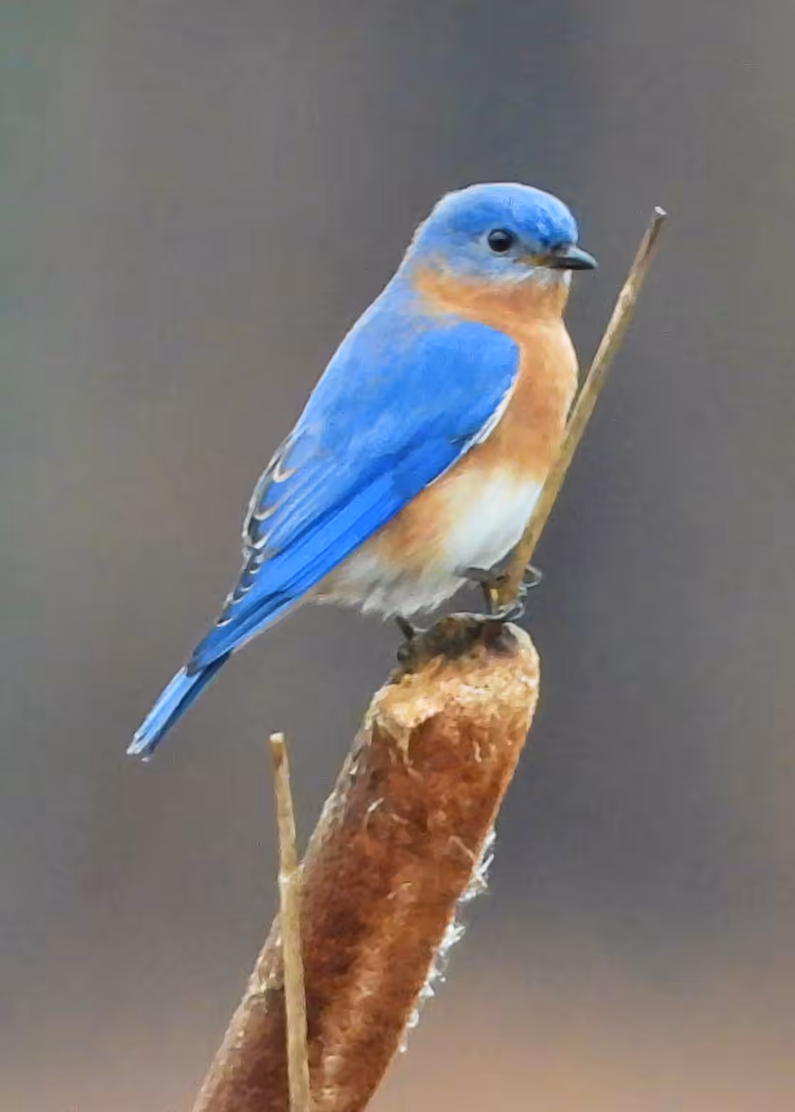 Flocksourced Faithful #09 - Eastern Bluebird