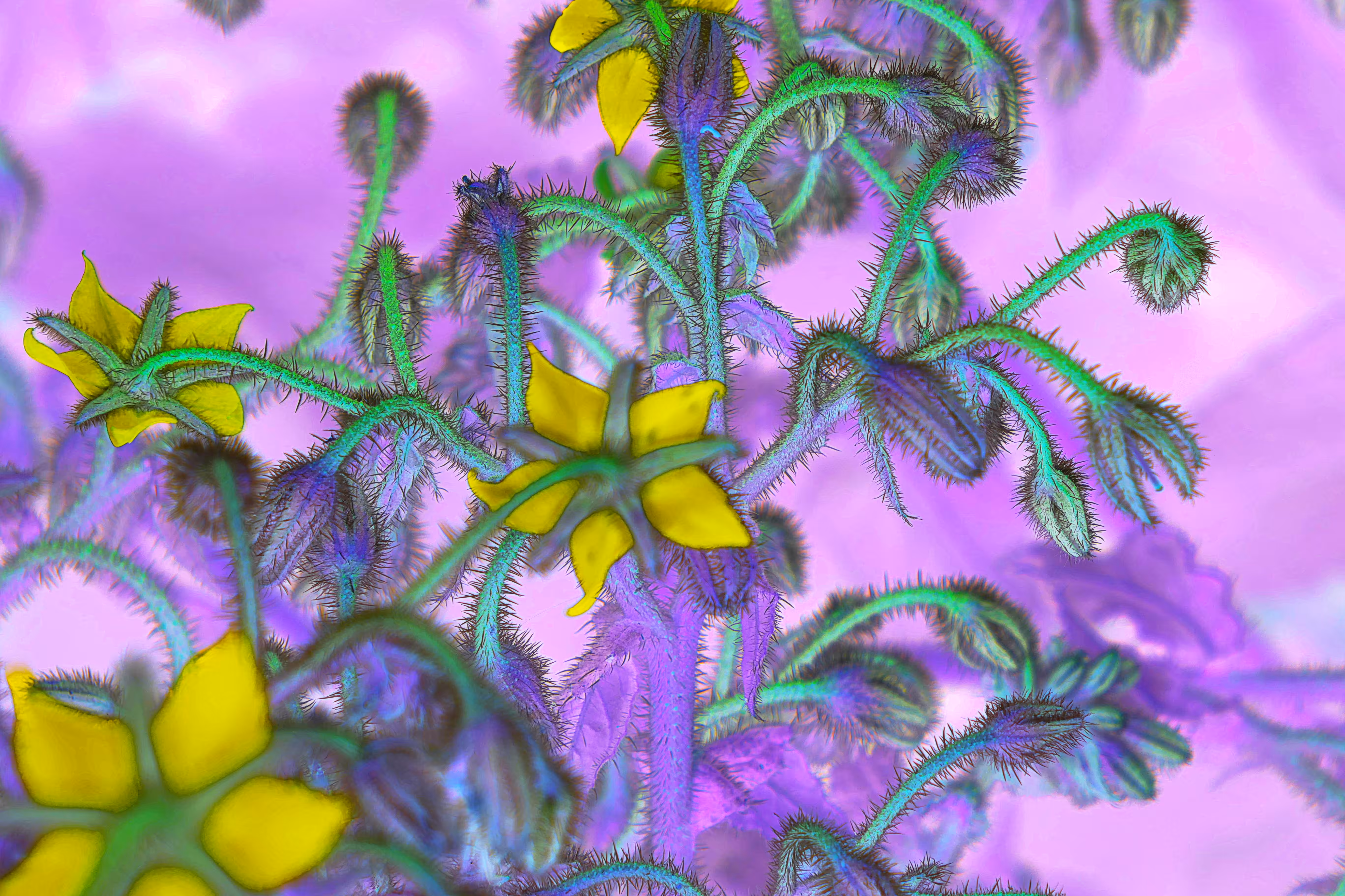 the nature turned upside down