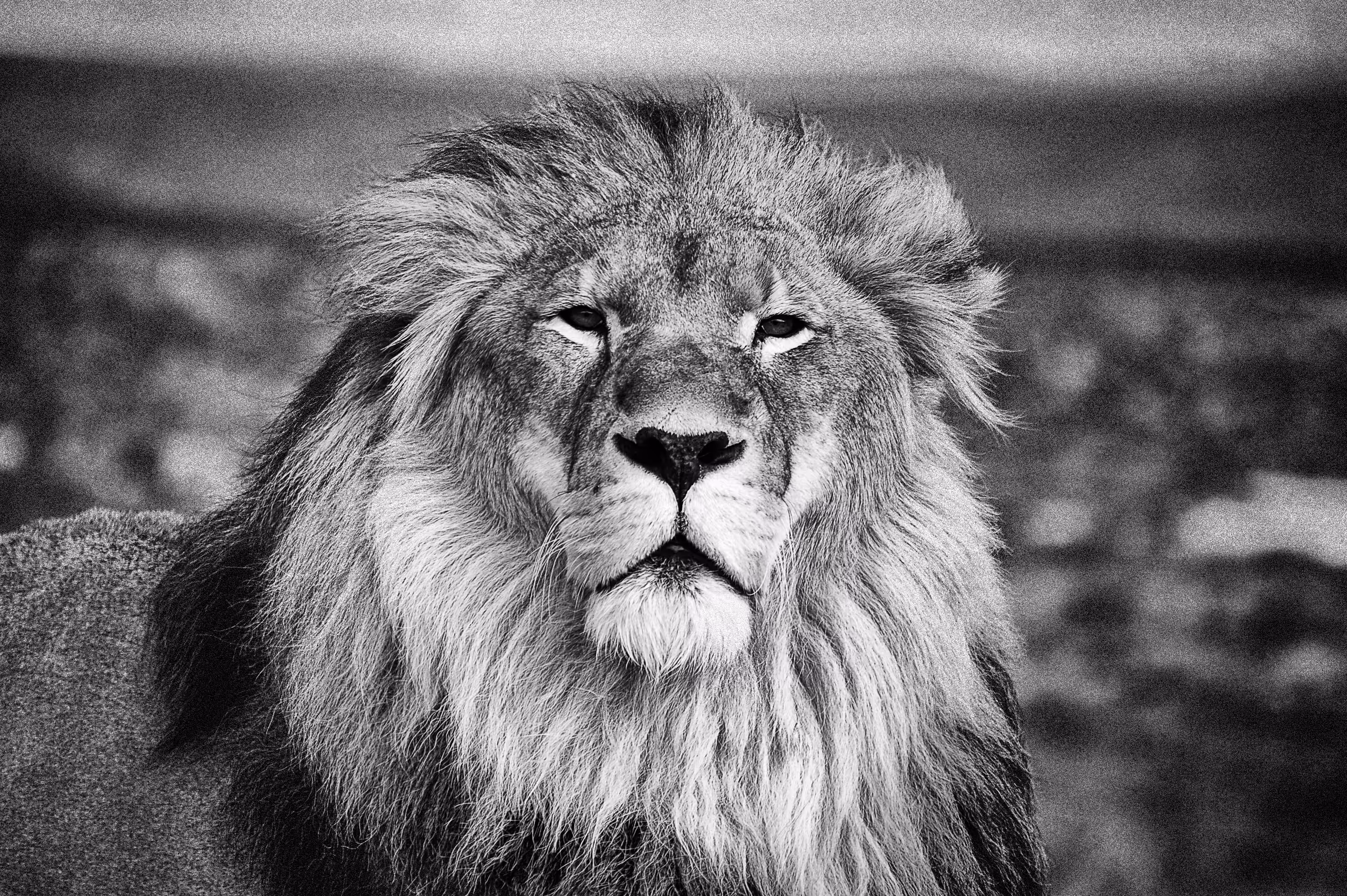 The King