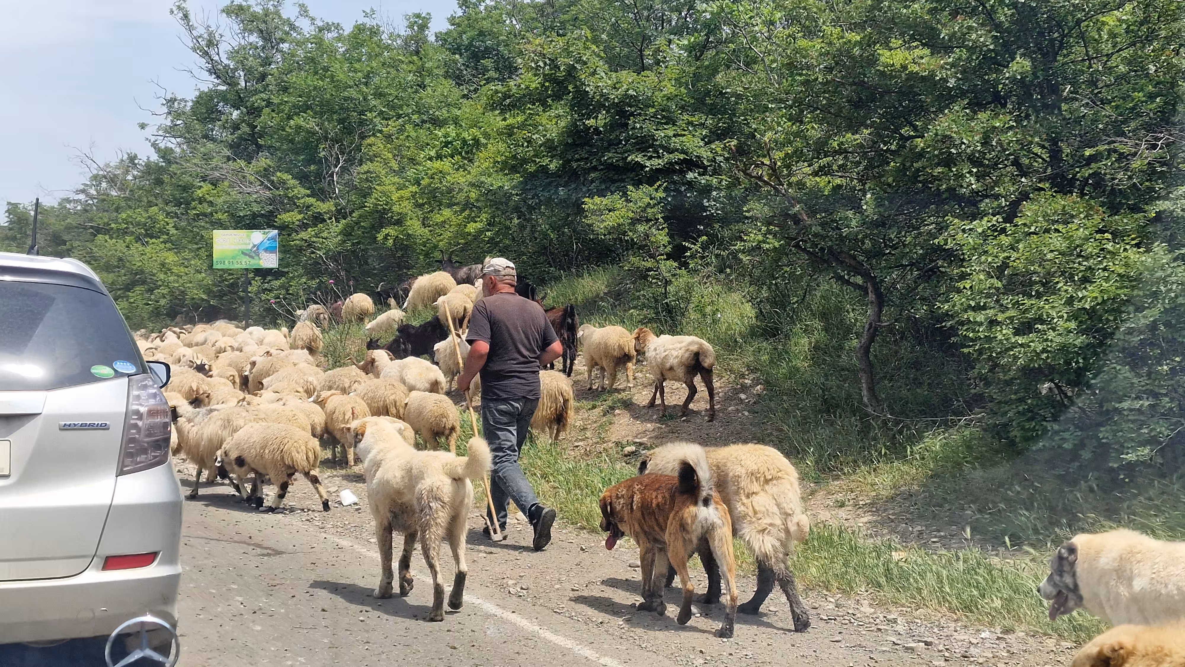 Cattle drive 15