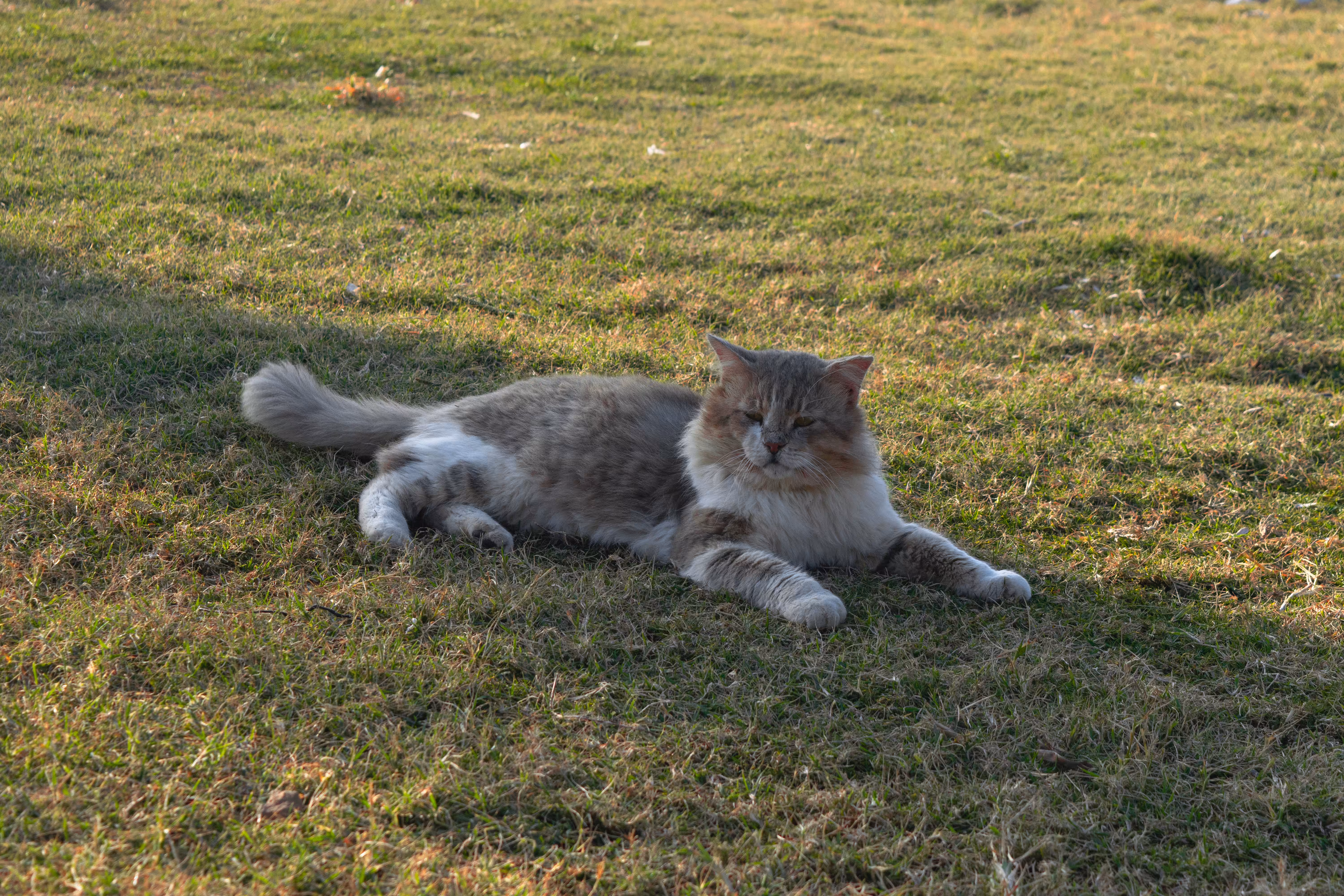 Old King