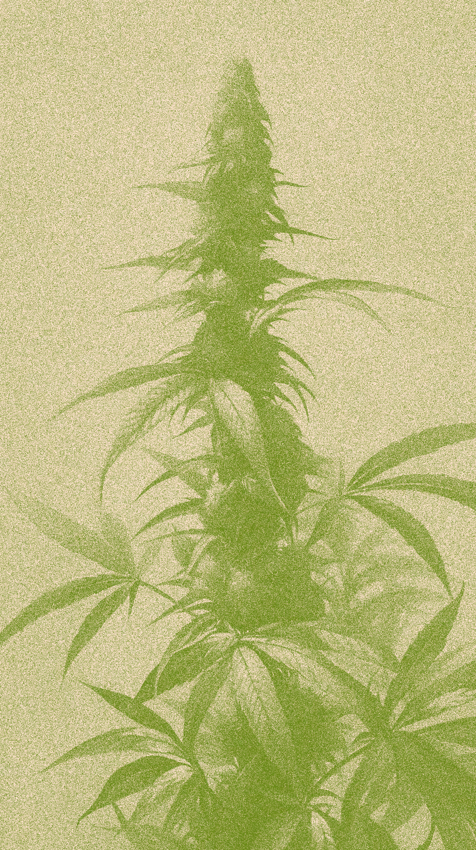 Cannabis