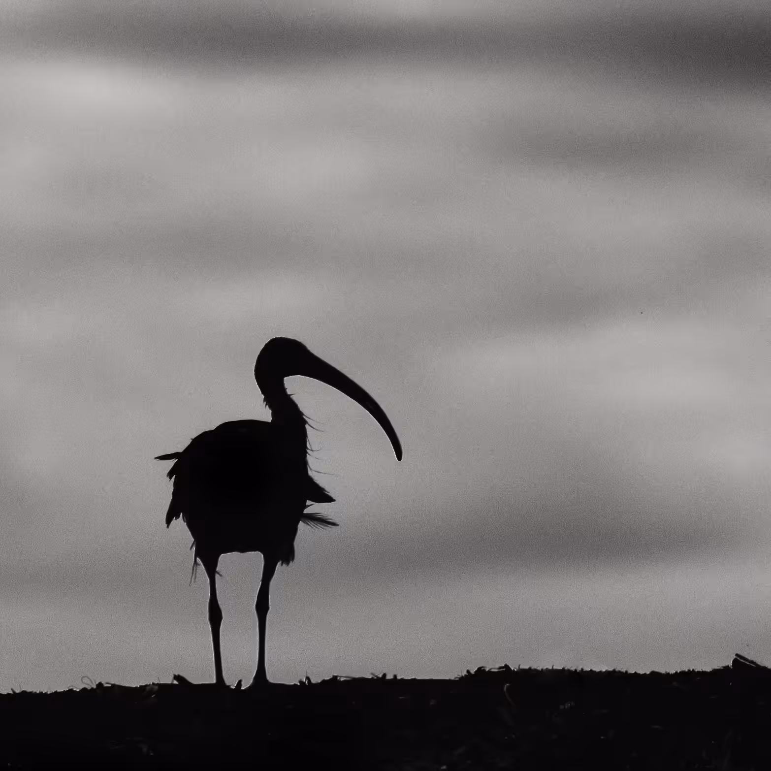 Dishevelled Ibis