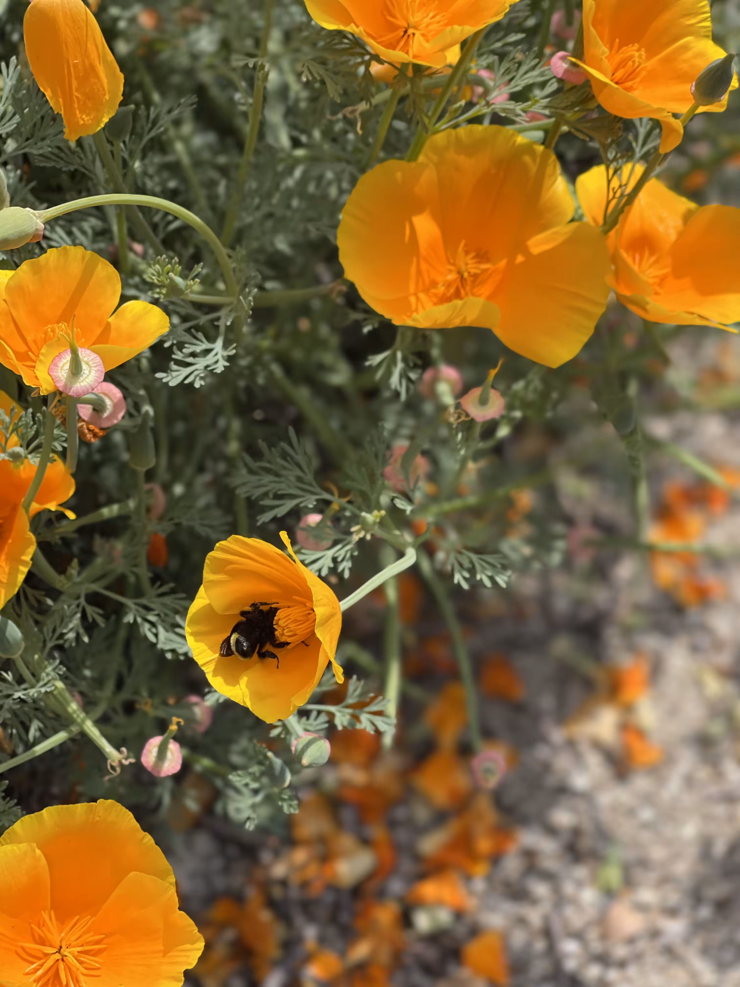 Sanctum of the Poppy