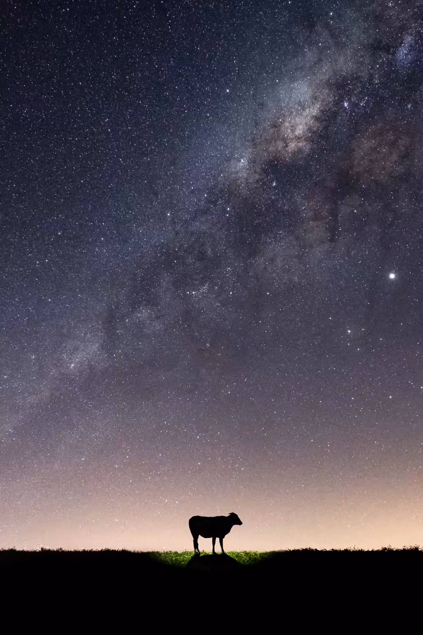 UFO sighting report Card - Cow Abduction