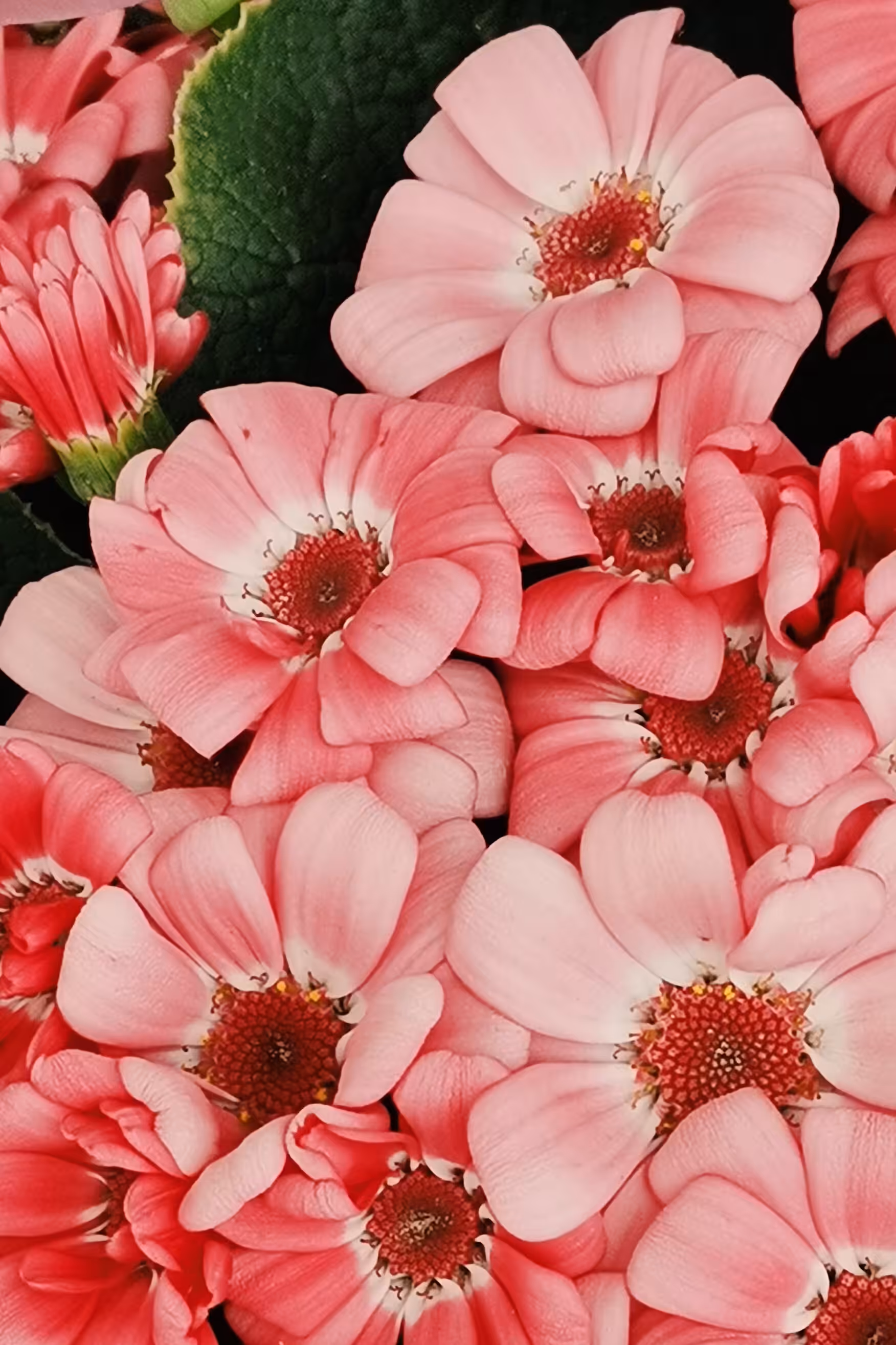 Flowers #3