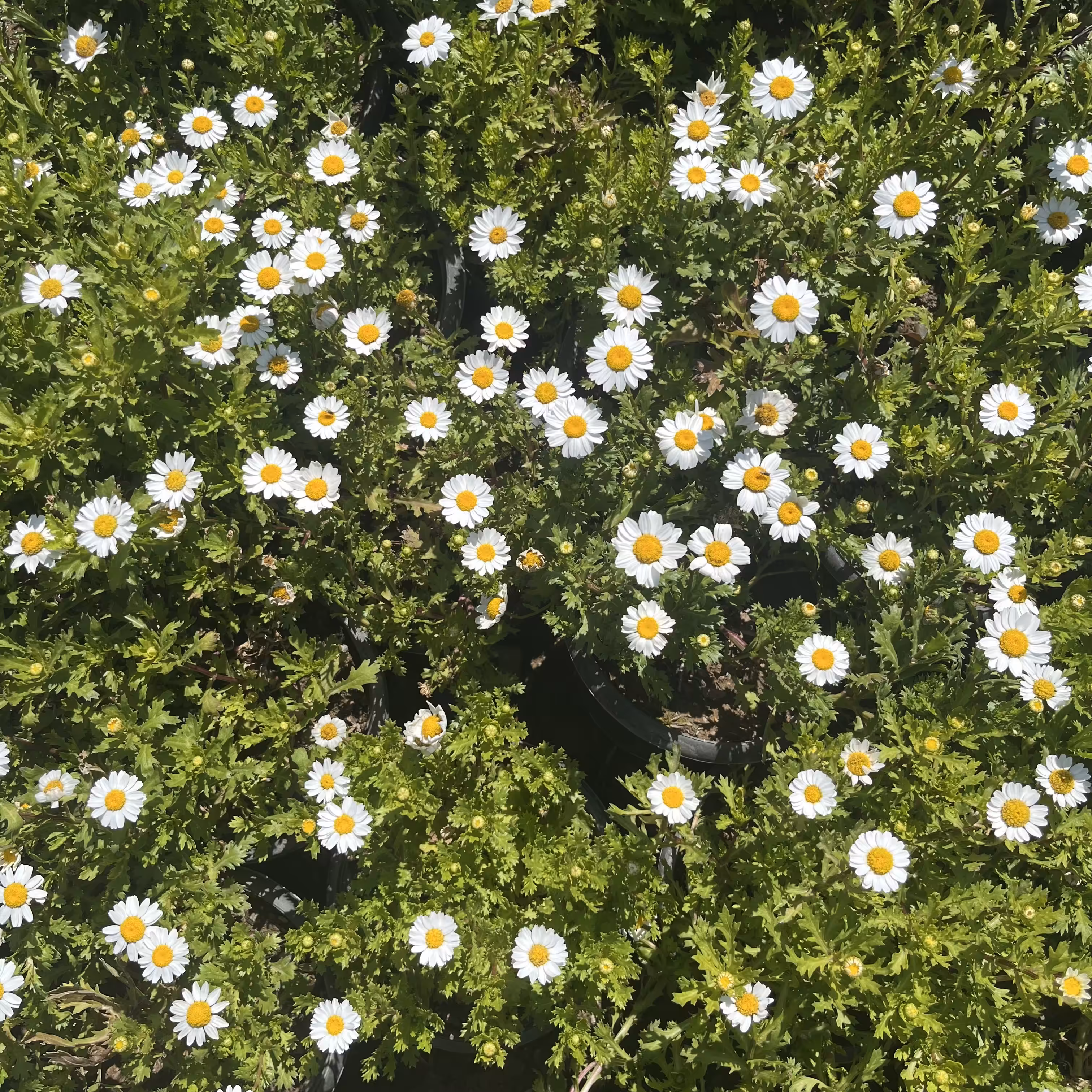 Chamomile