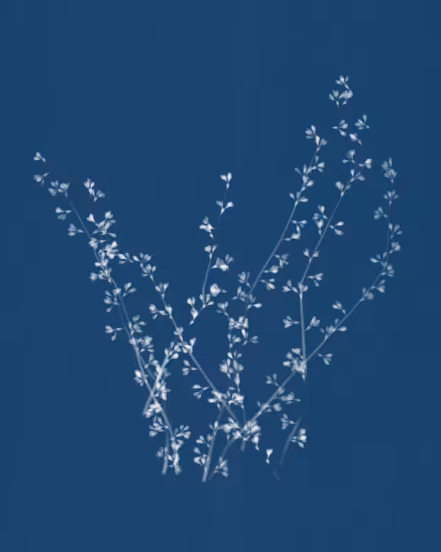 Cyanotypes #56