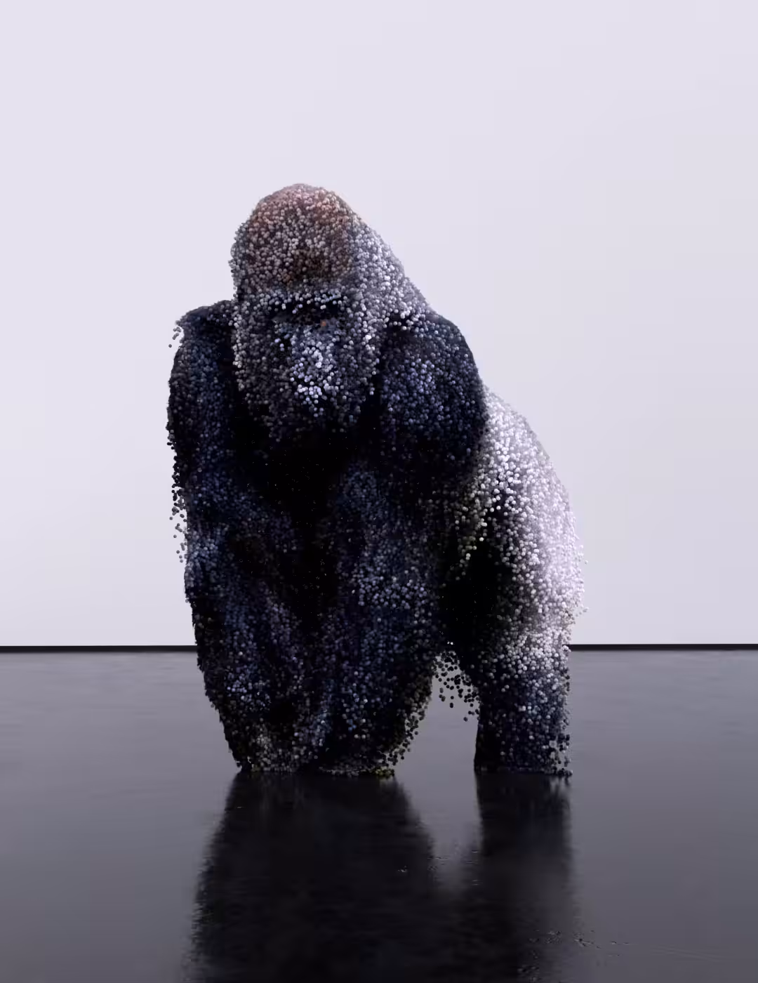 Gorilla Gorilla