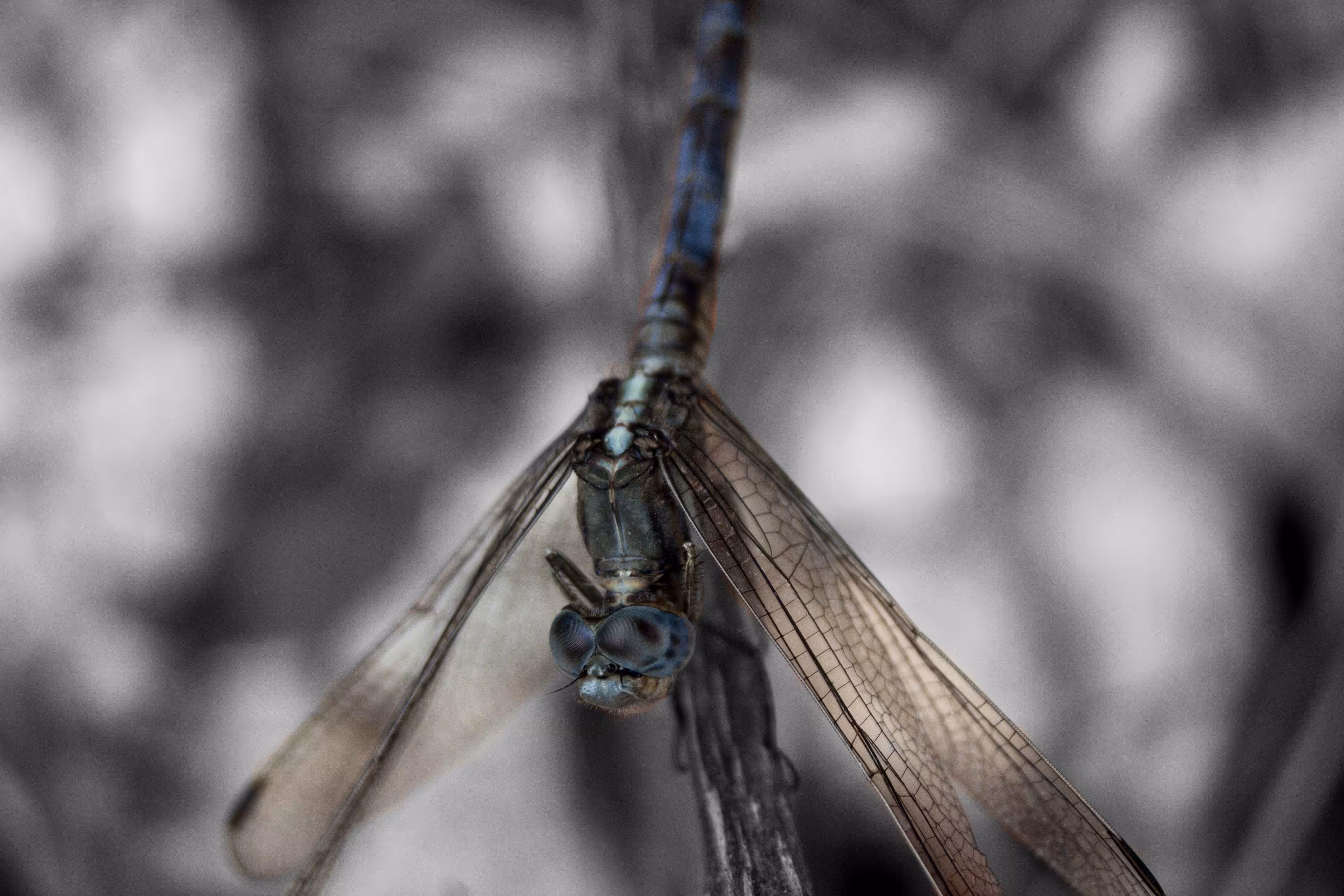 Dragons Eyes