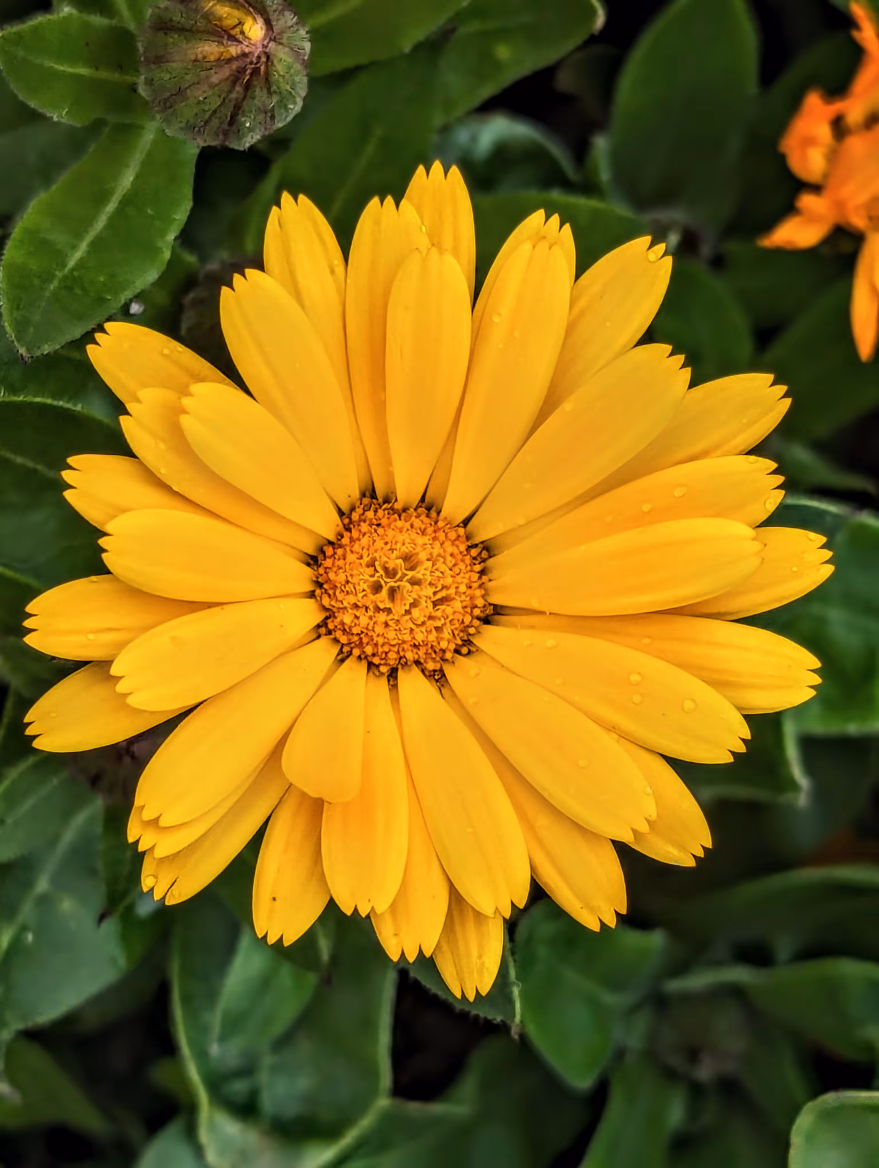 Shine bright like a flower