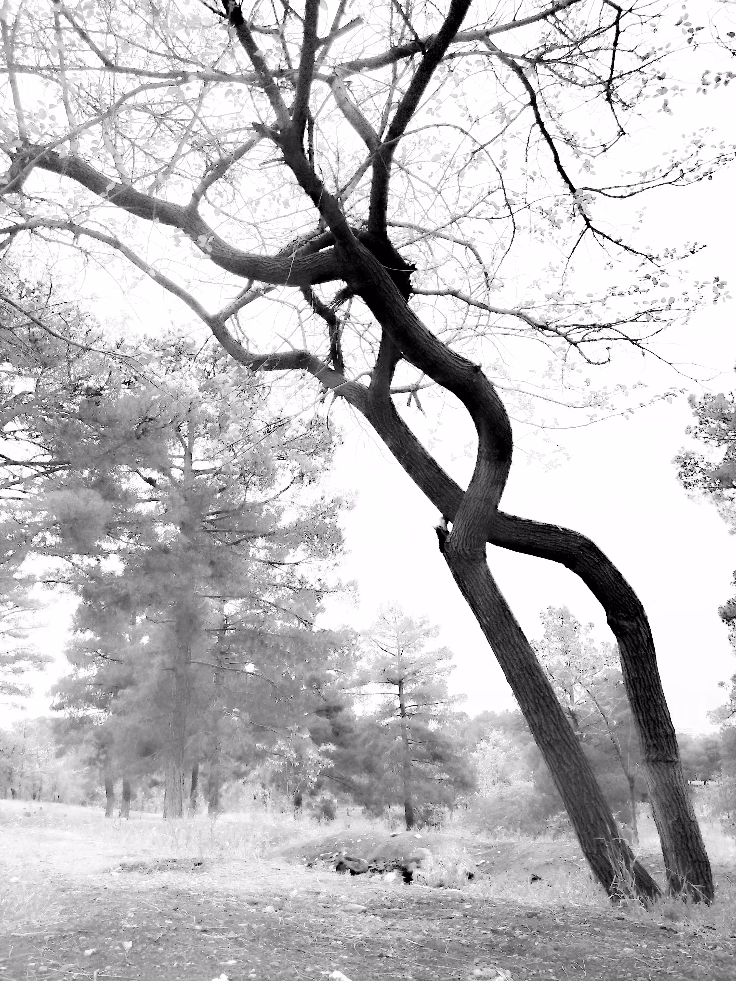 Labyrinths : The Garden of Forking Paths
