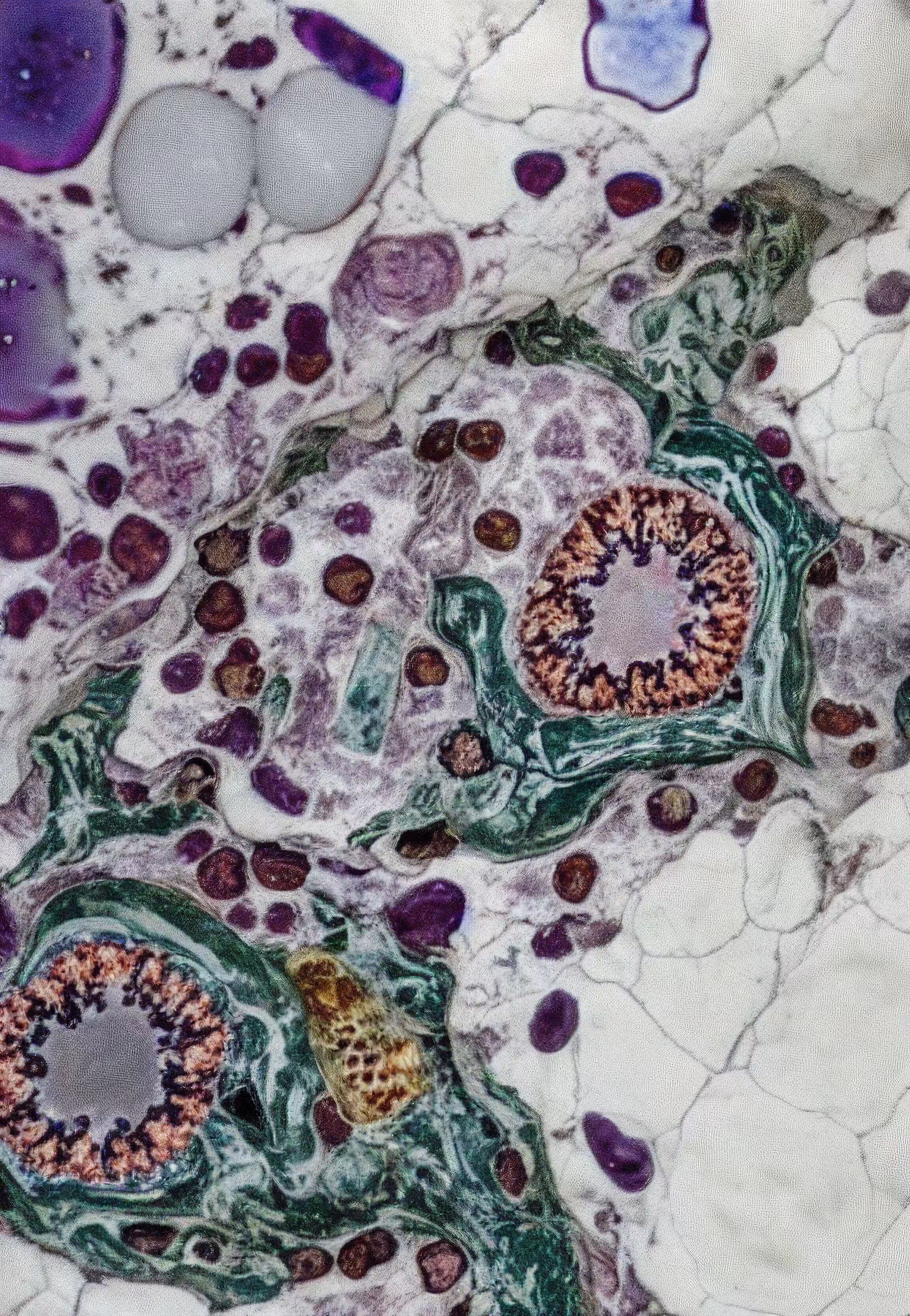 Histologia In Silico #281