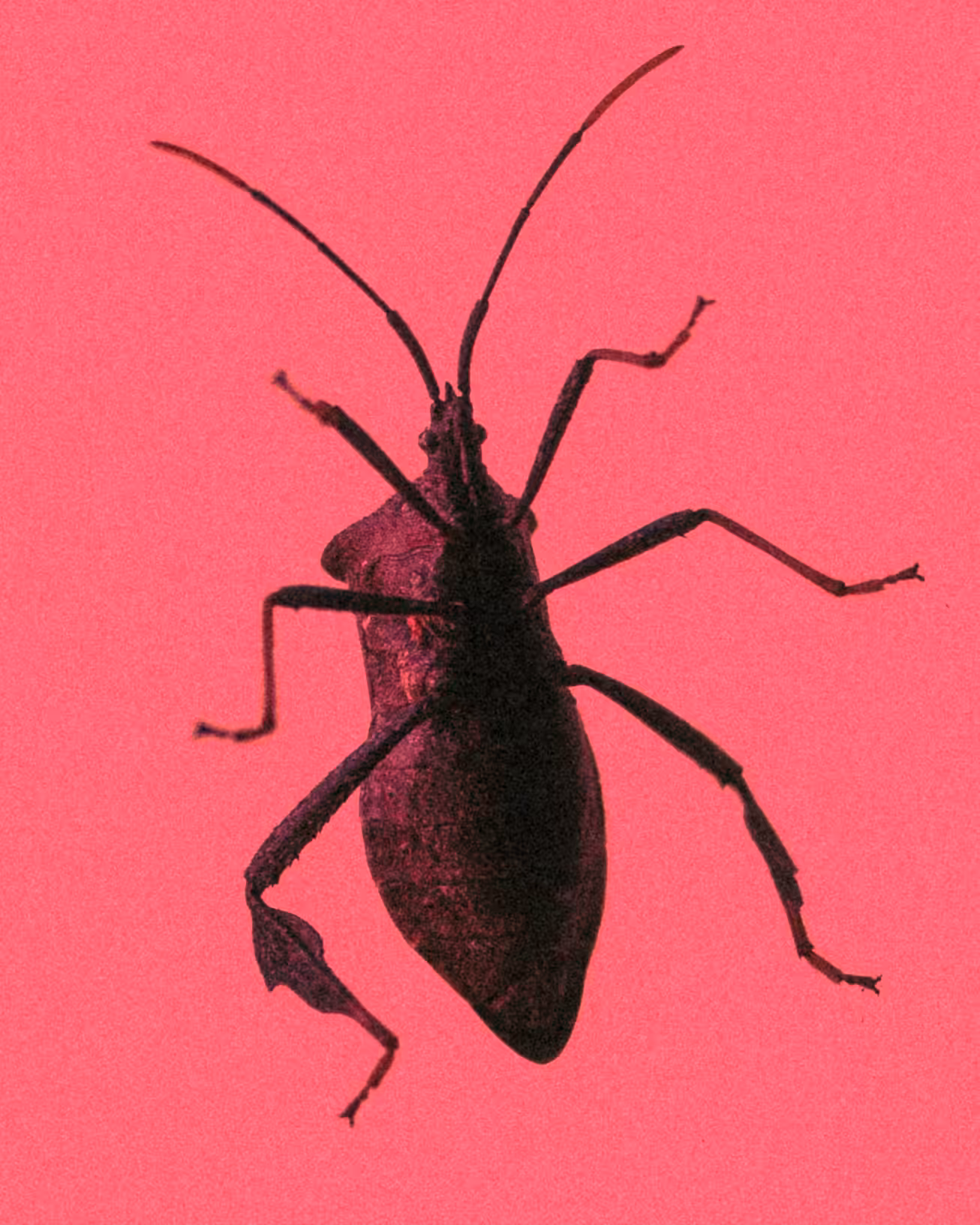 creepy crawlies 