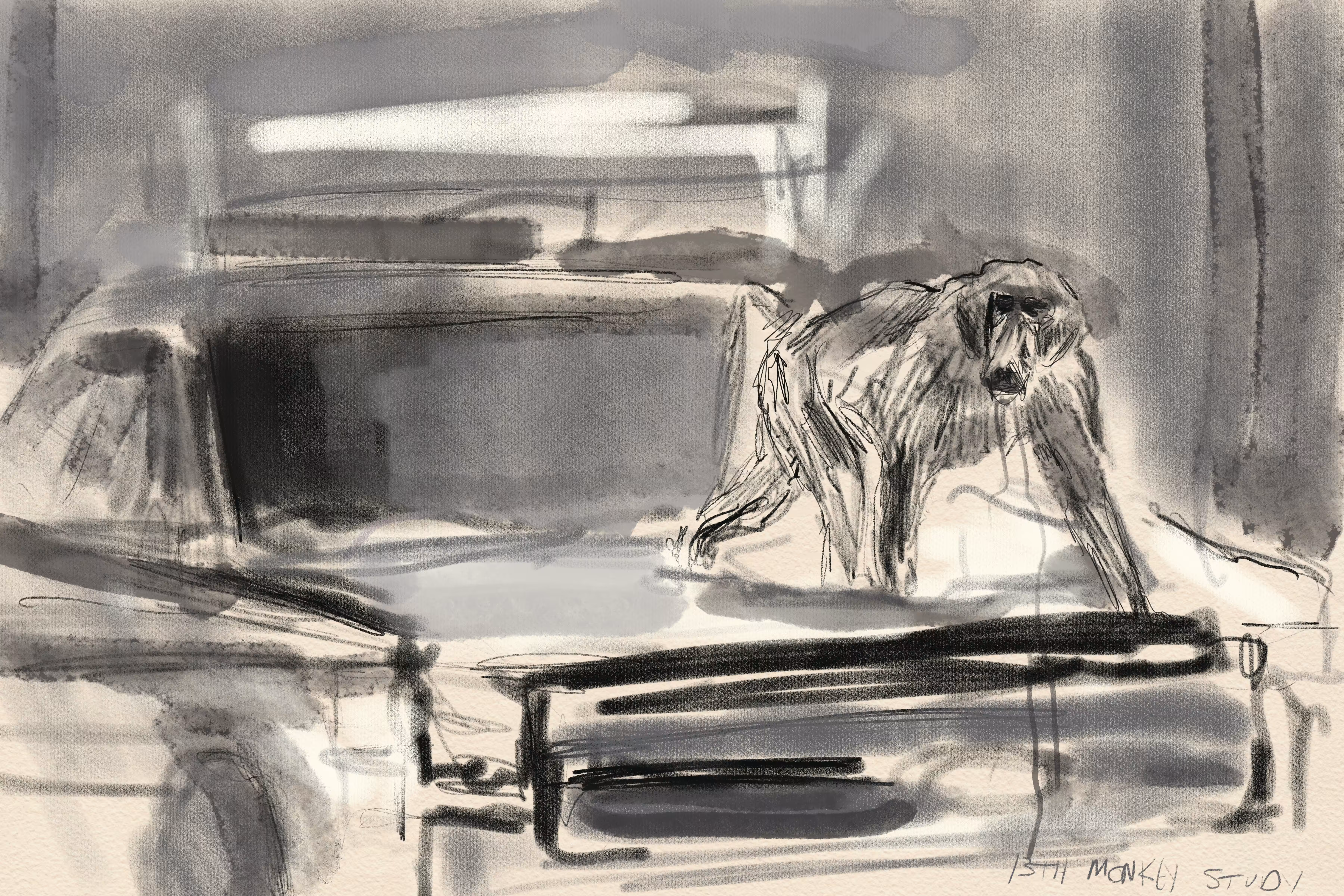 THE 13TH MONKEY (STUDY)
