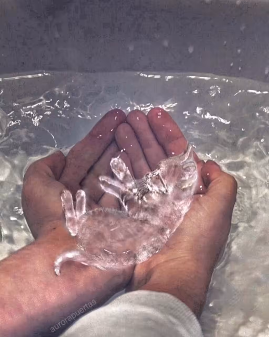 Water Cat