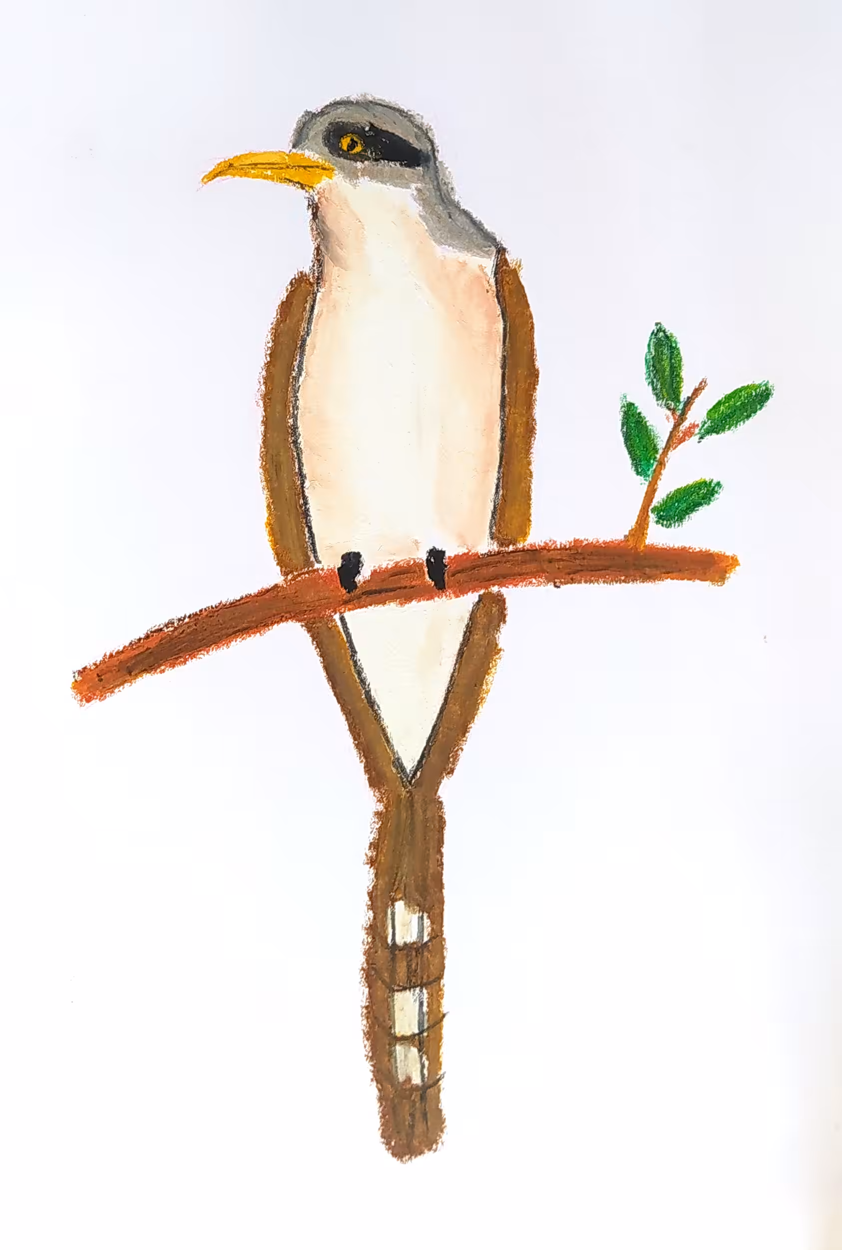 cuclillo de antifaz