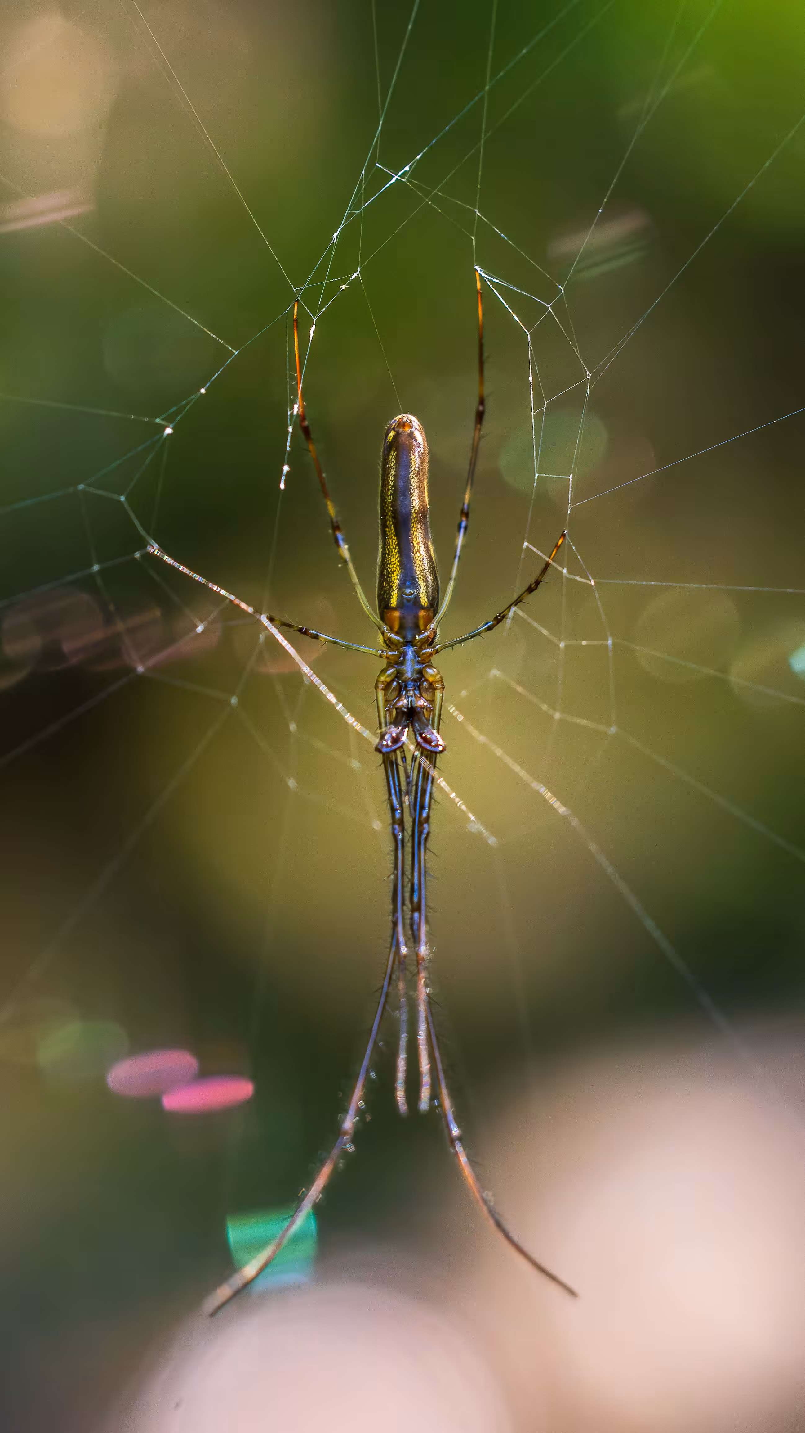 Long-jawed Orb Weaver