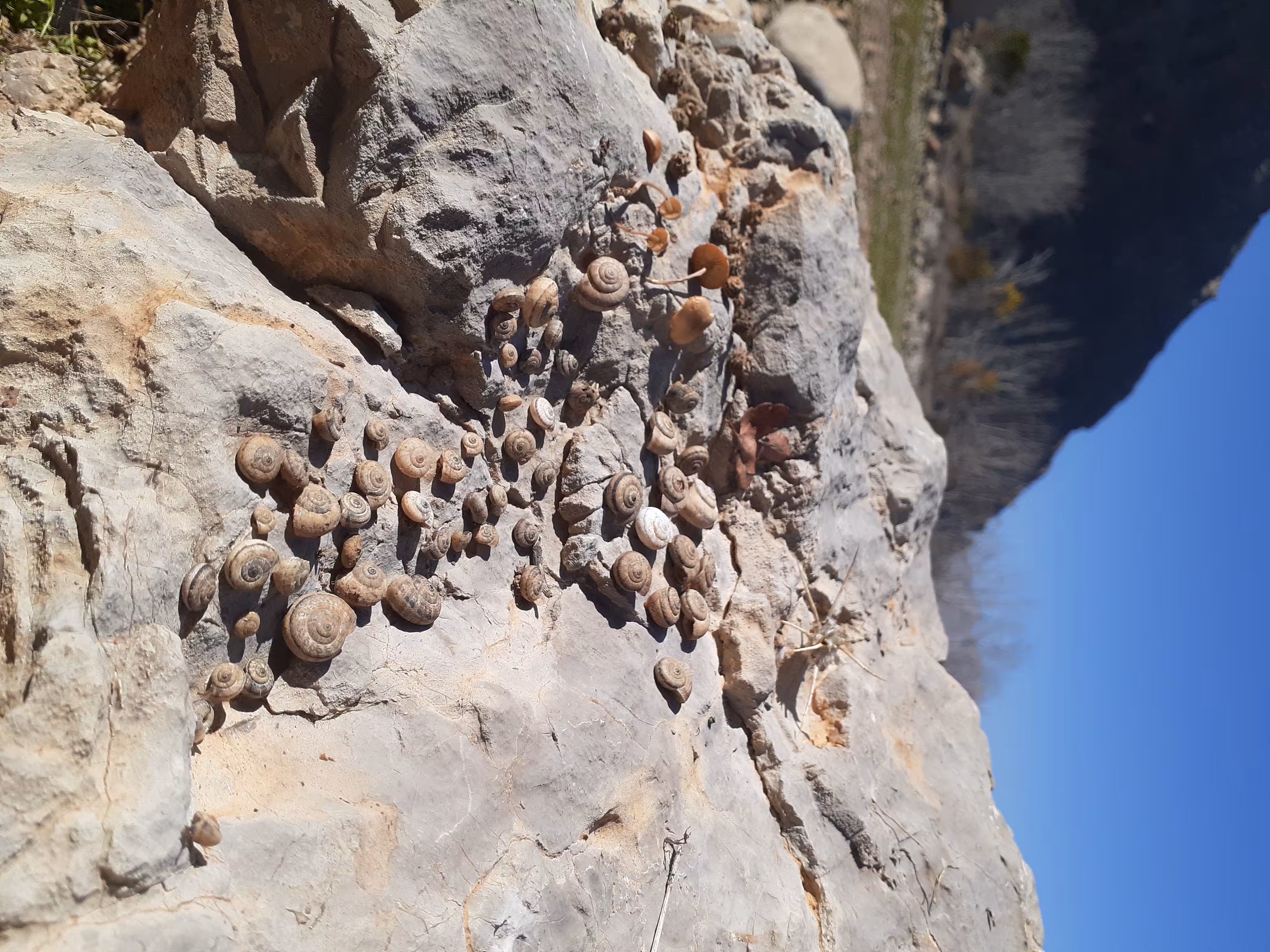 Snails