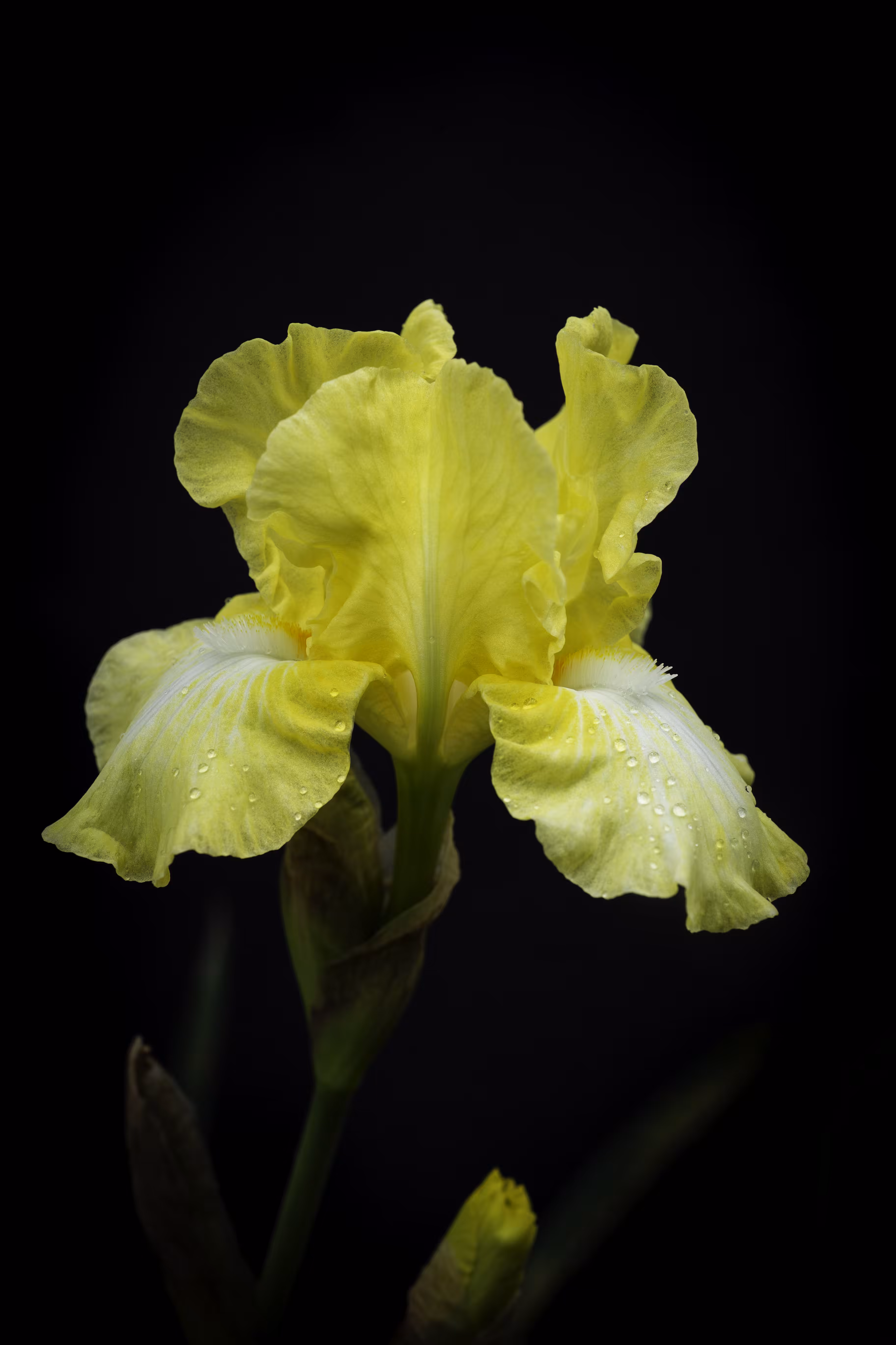 Lemon Glow