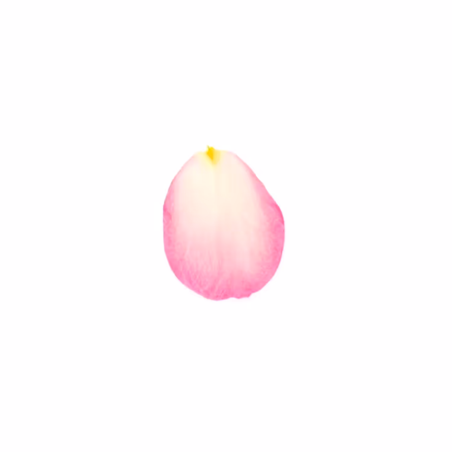 Infinite Petals 1x1#5