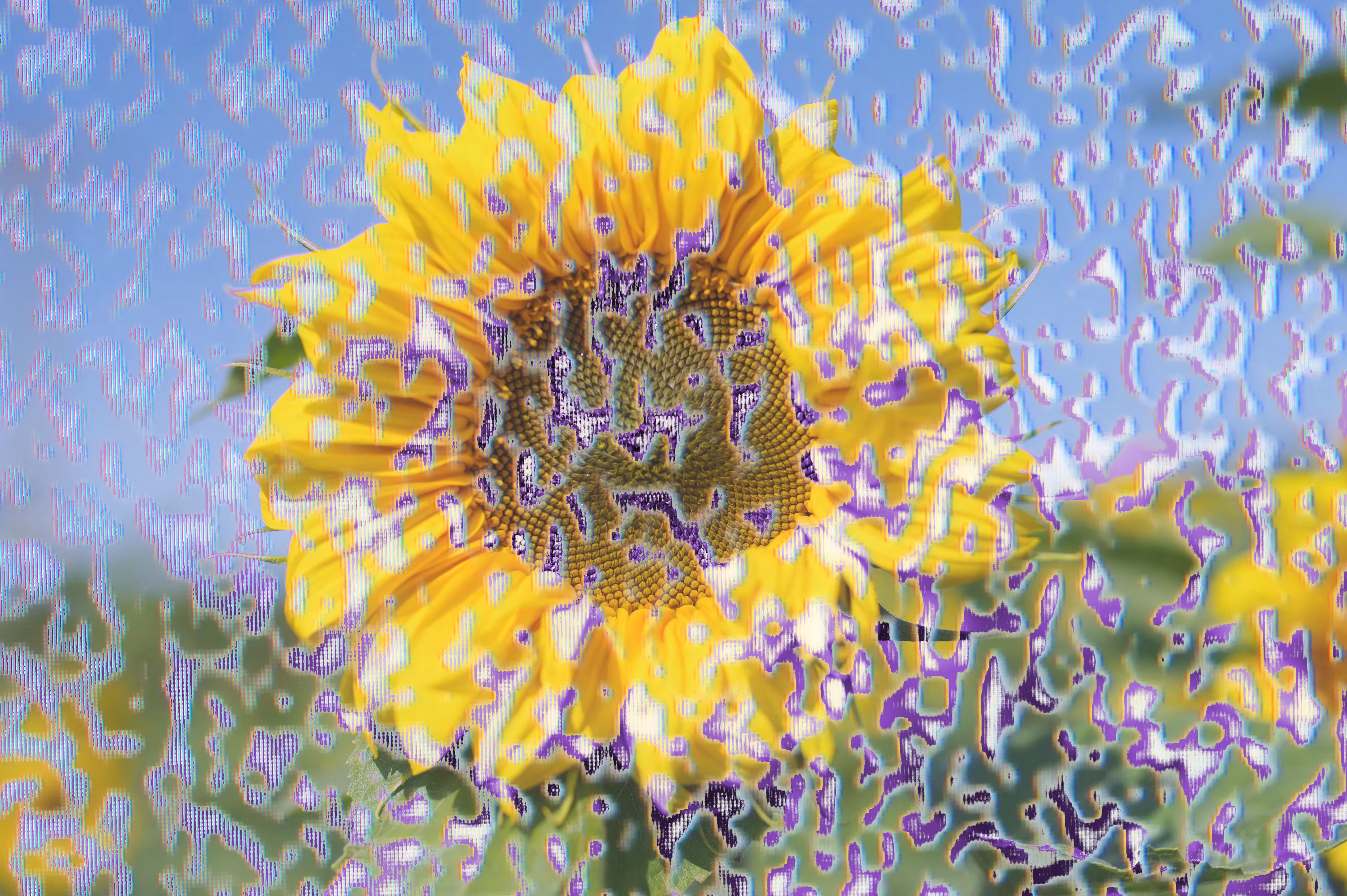 Sun Impactflower #1 : Poisons
