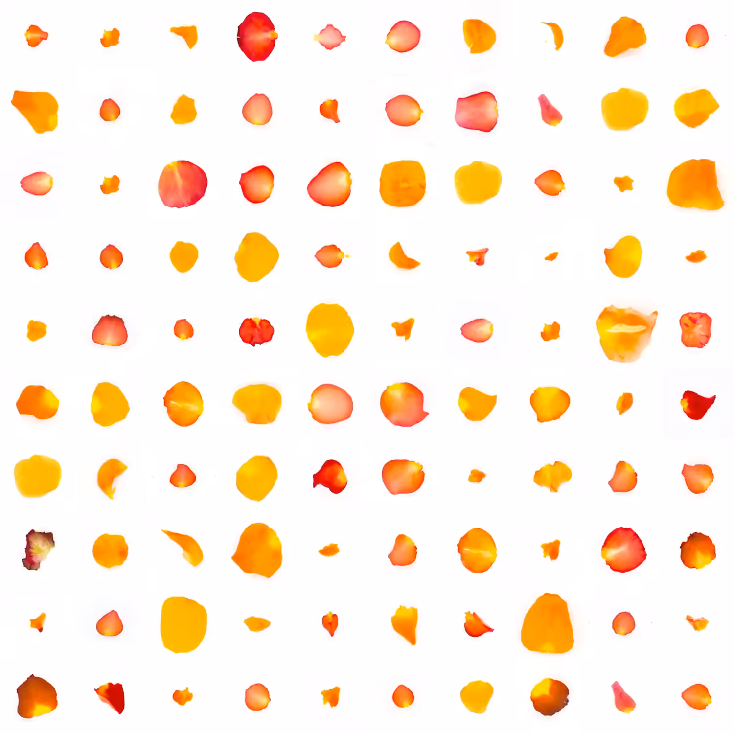 Infinite Petals 10x10#10069