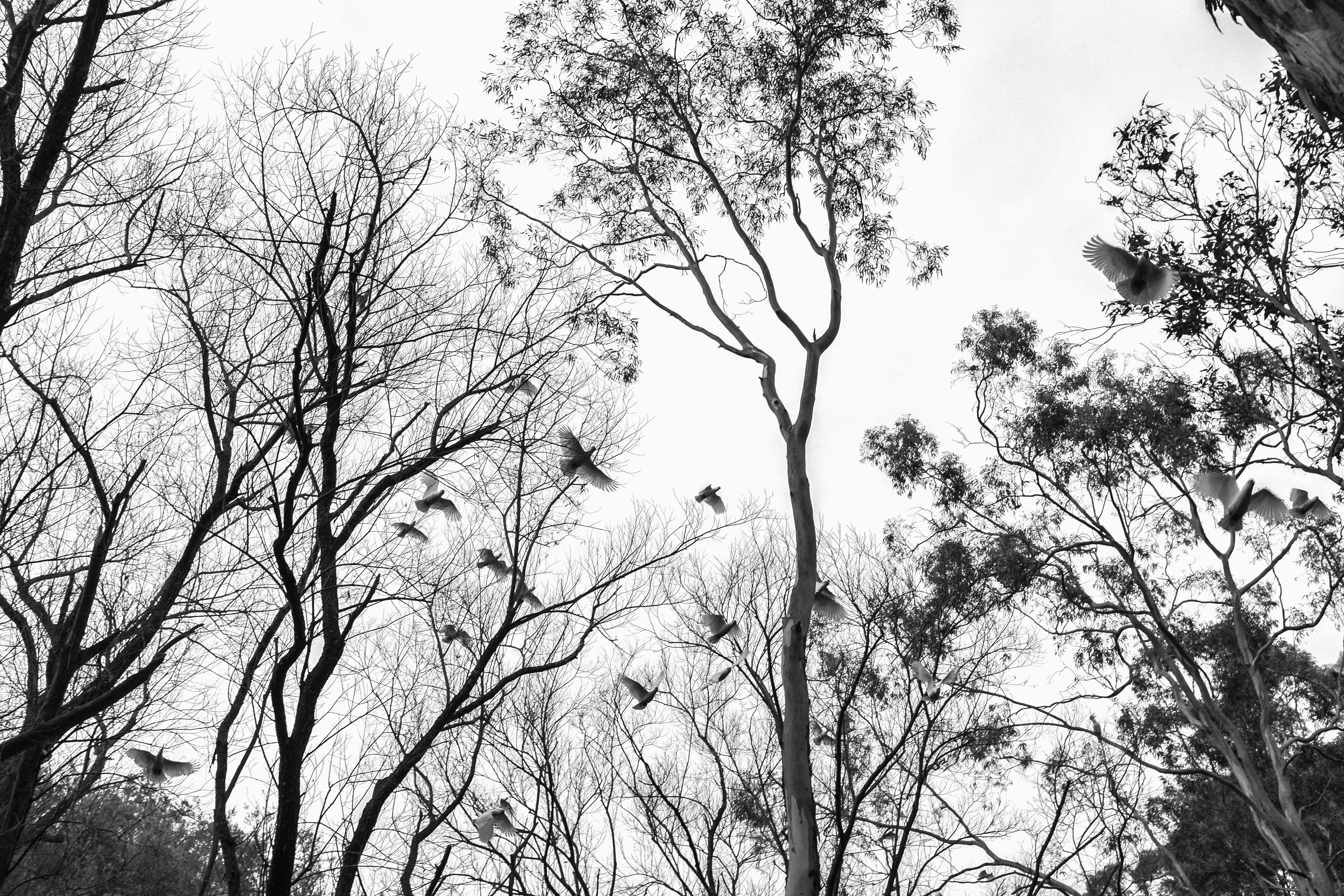 Sulphur Crested Cockatoos @ Brownhill Creek