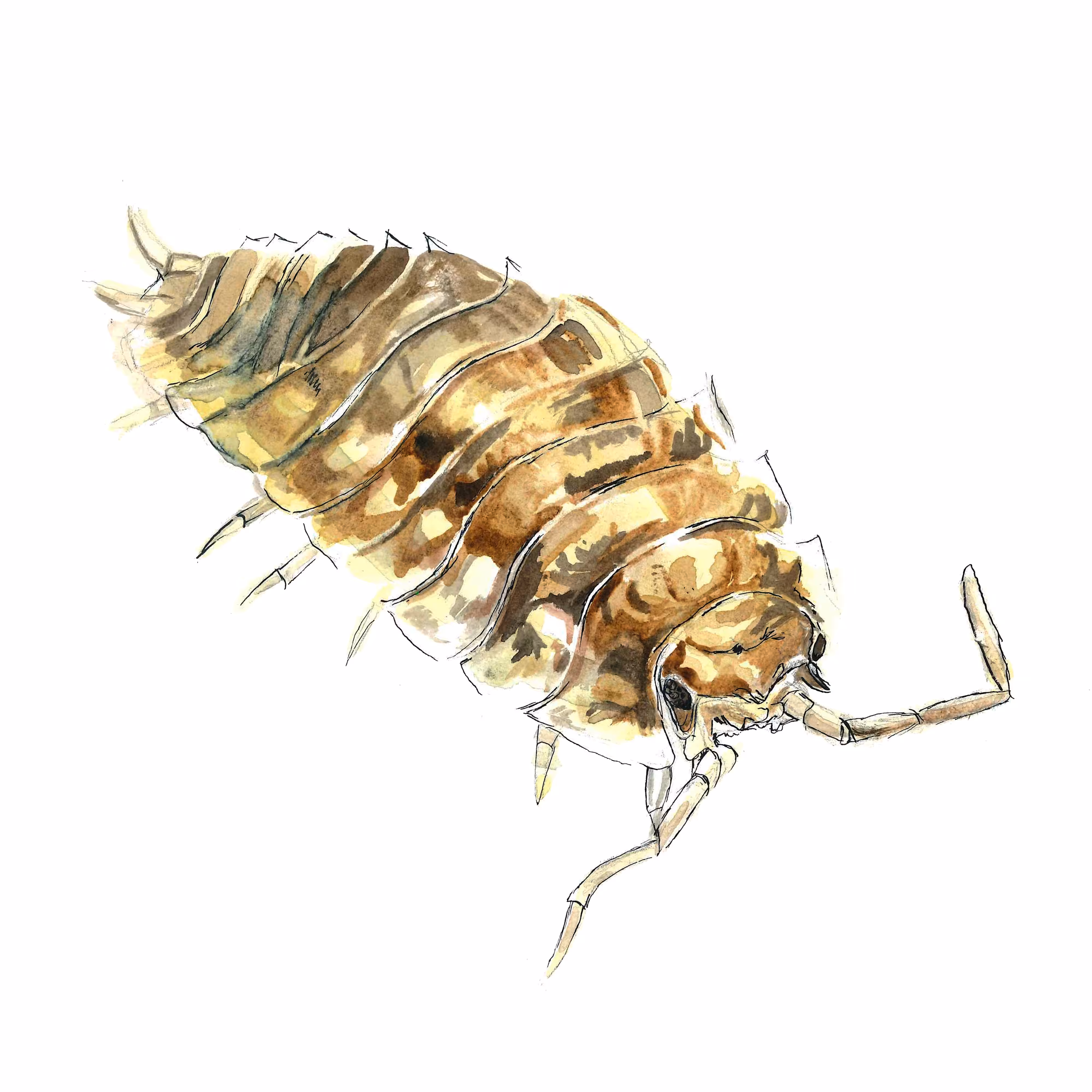 Woodlouse 