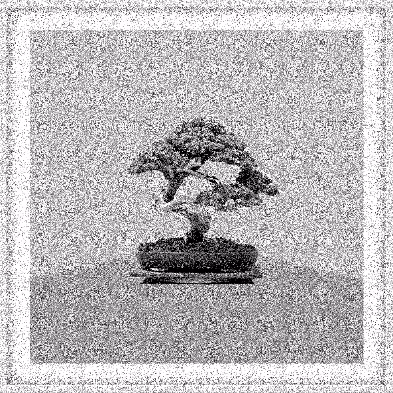 Bonsai Bonanza #786
