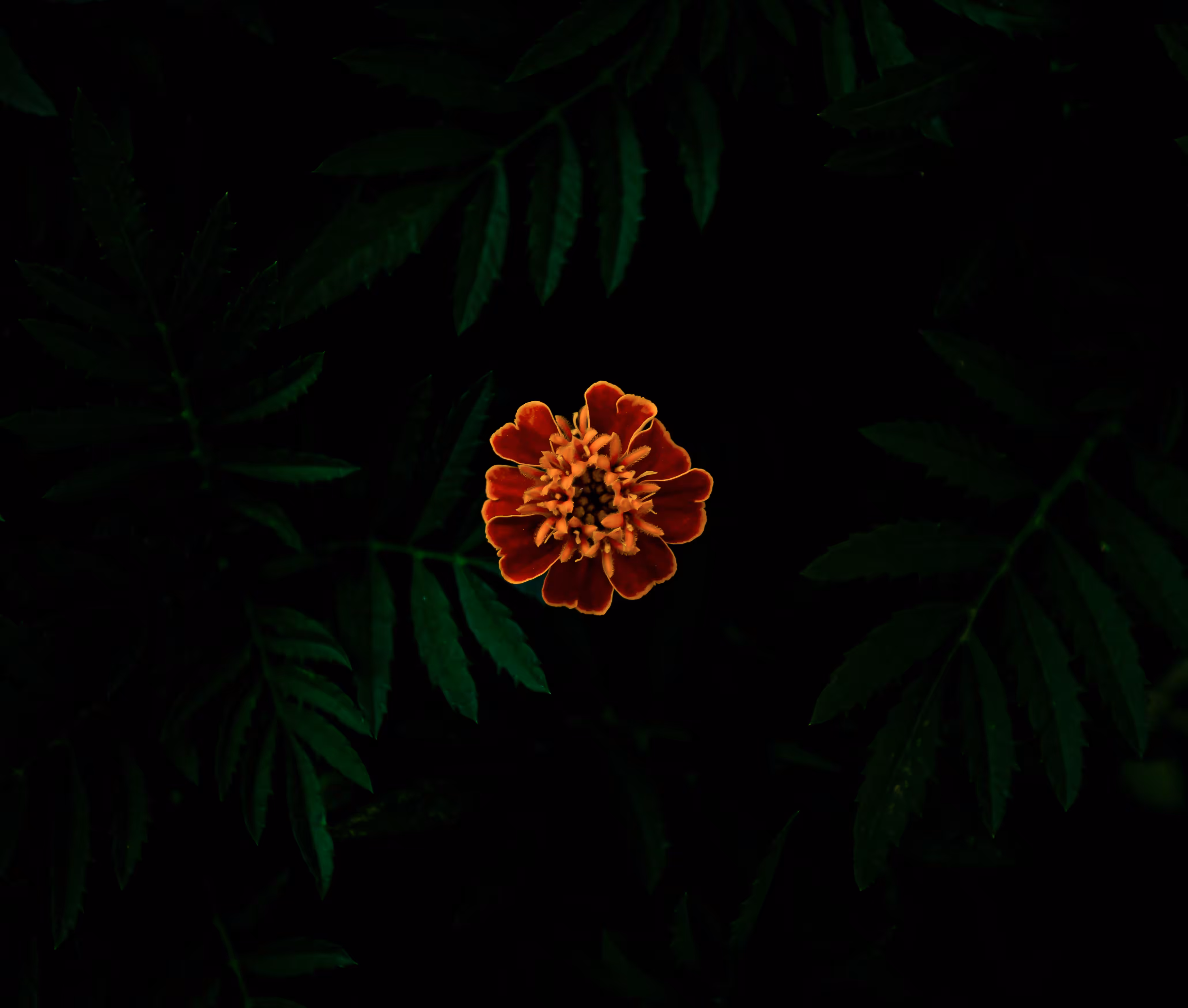 Flame of the Night