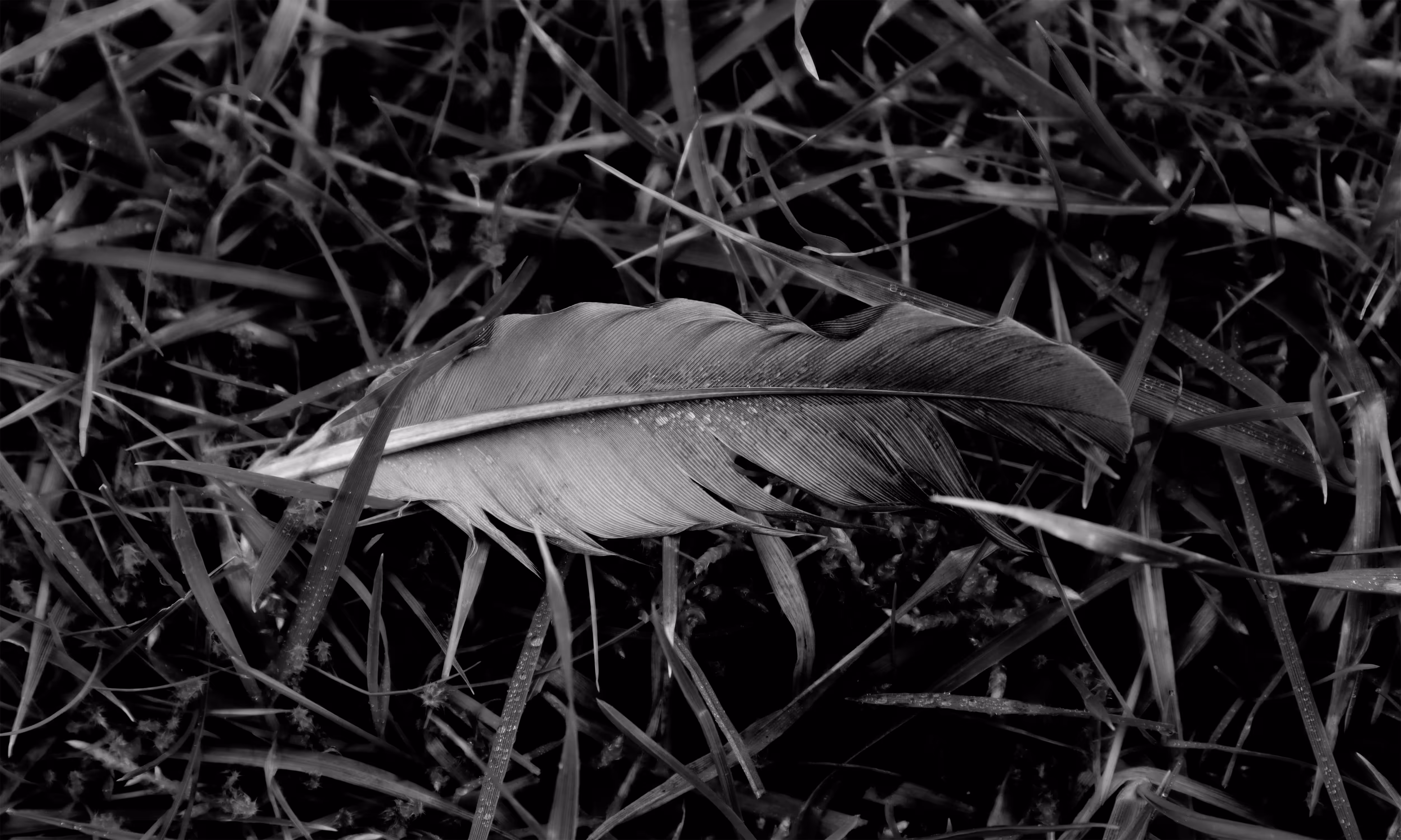Hidden