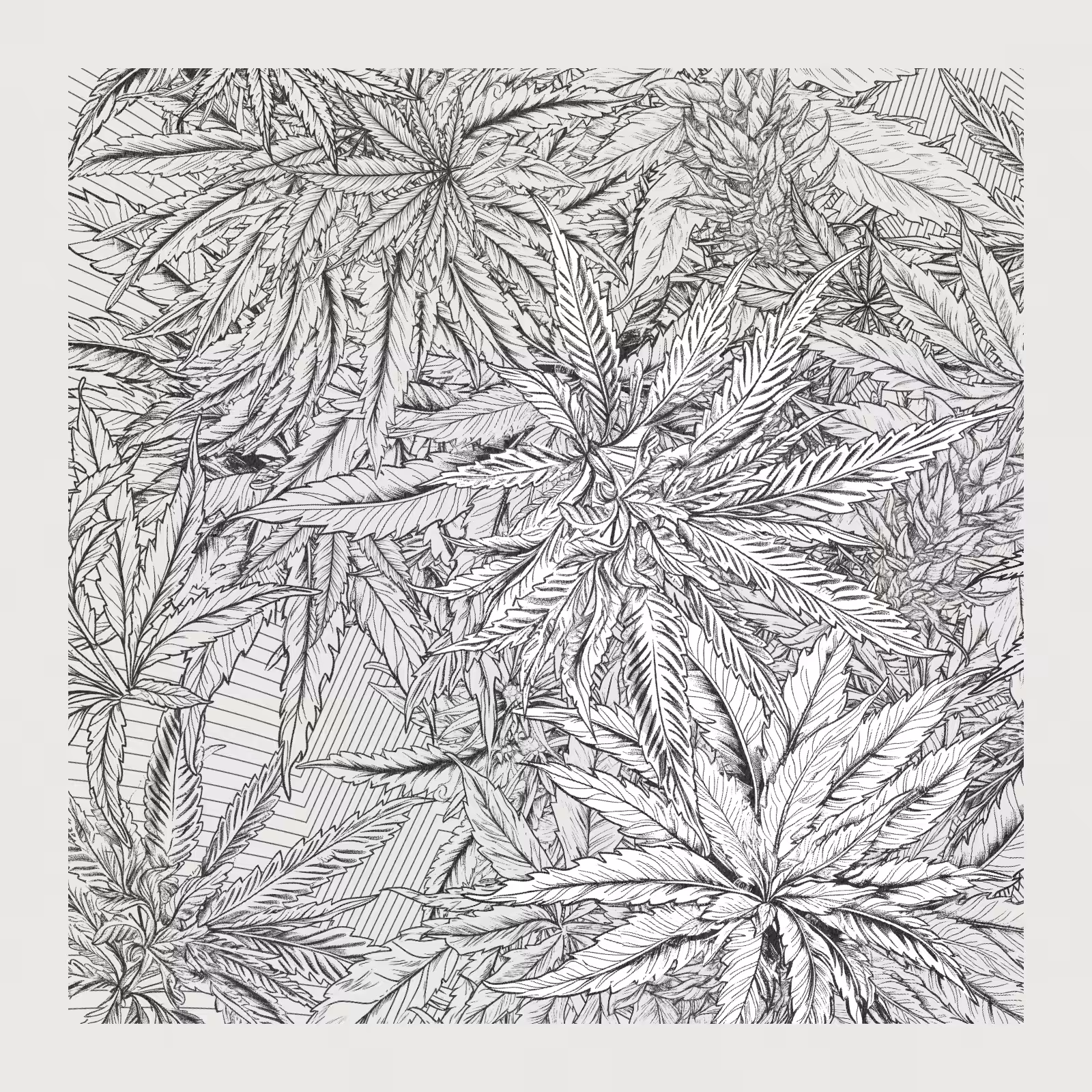 zancannabis #260