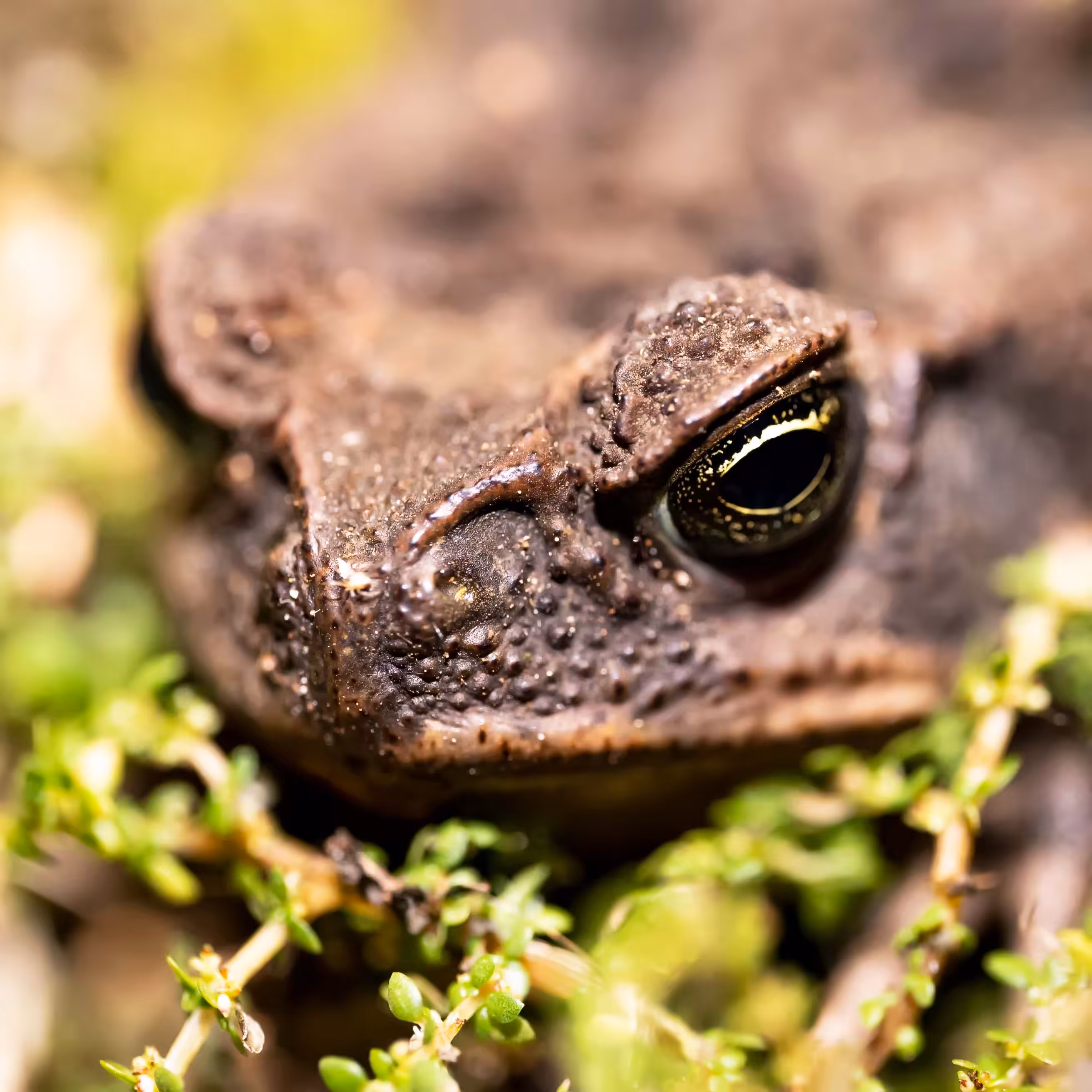 Macro Frog