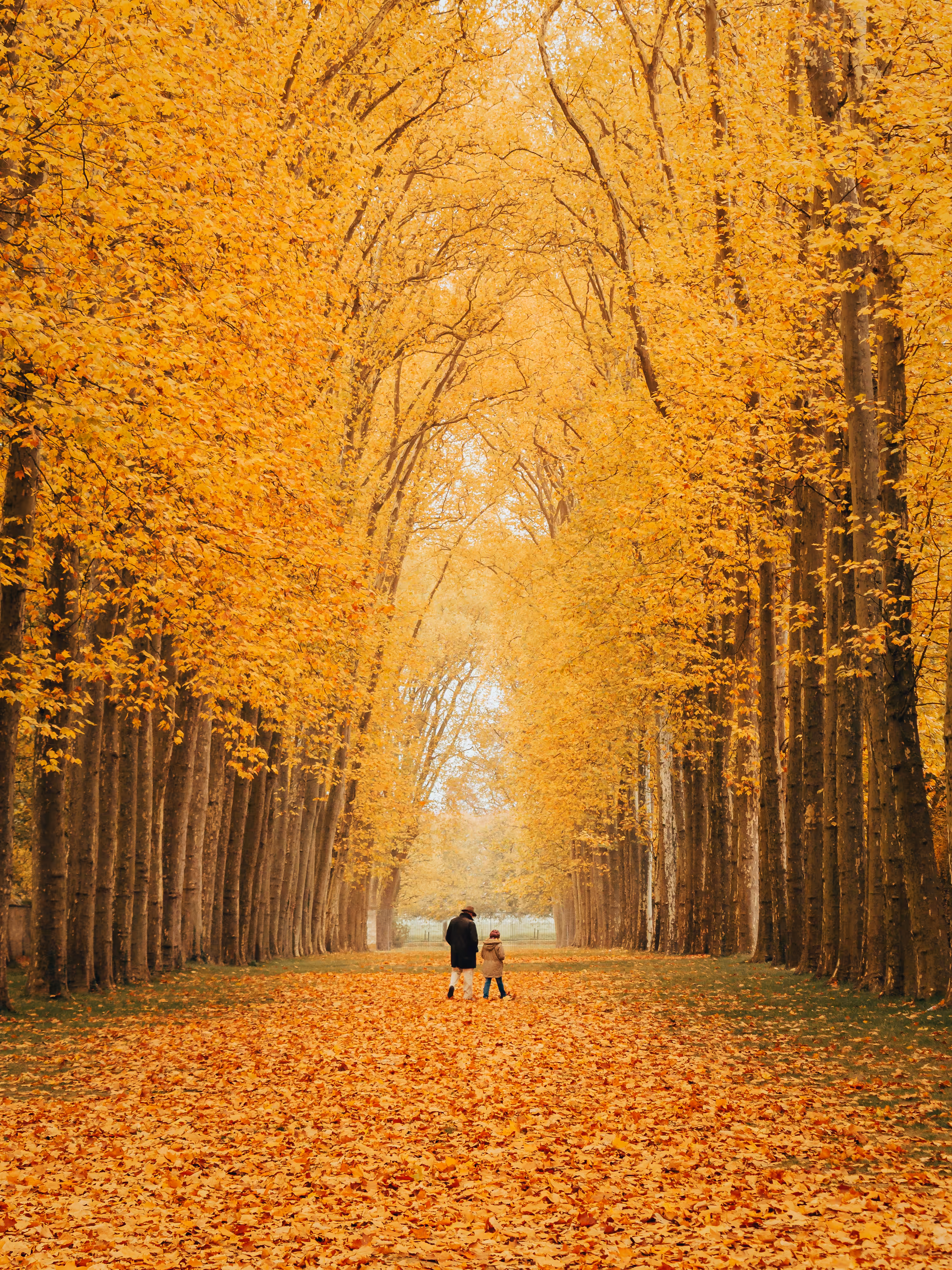 Autumn Walk
