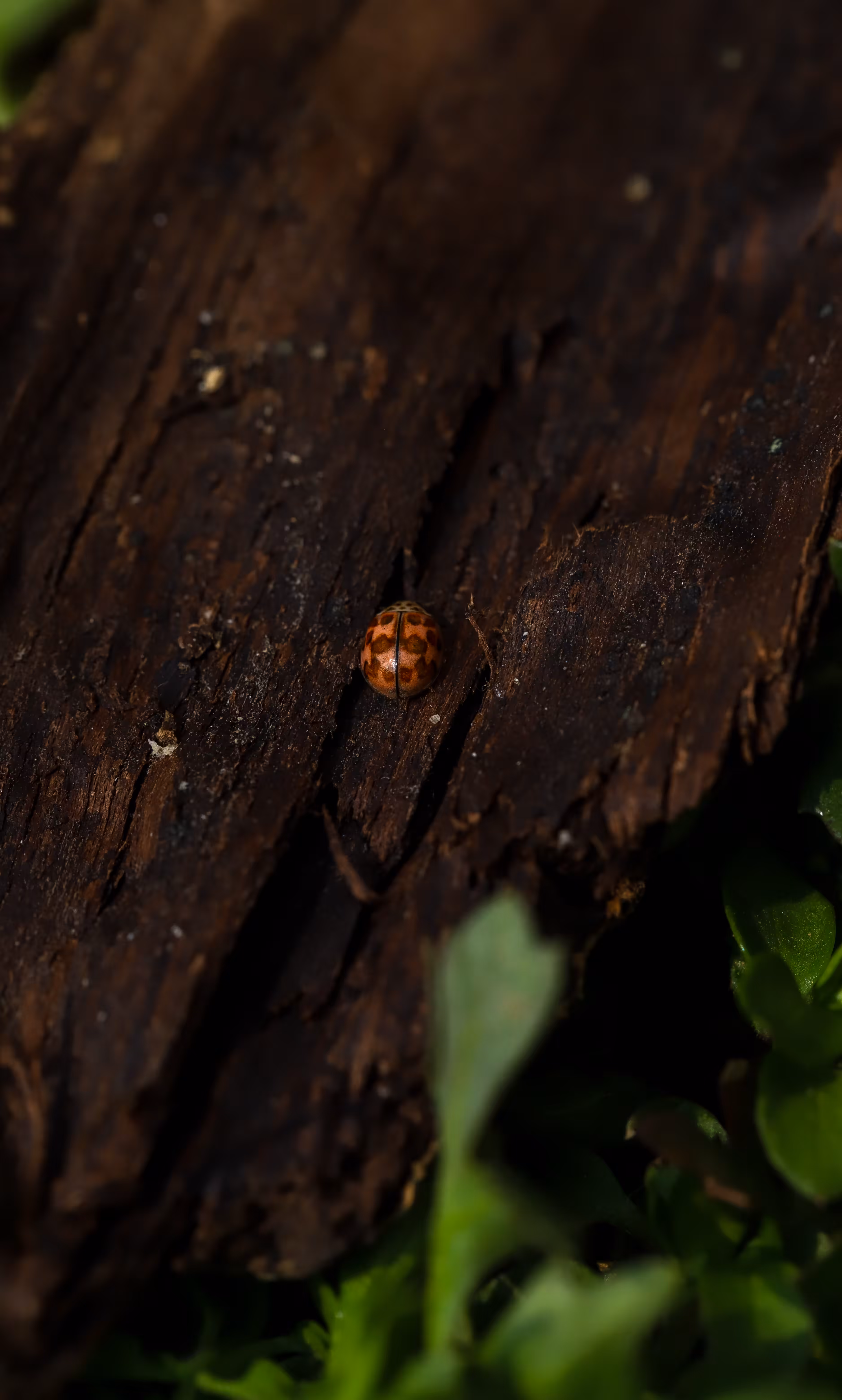 Rust and Ruby 