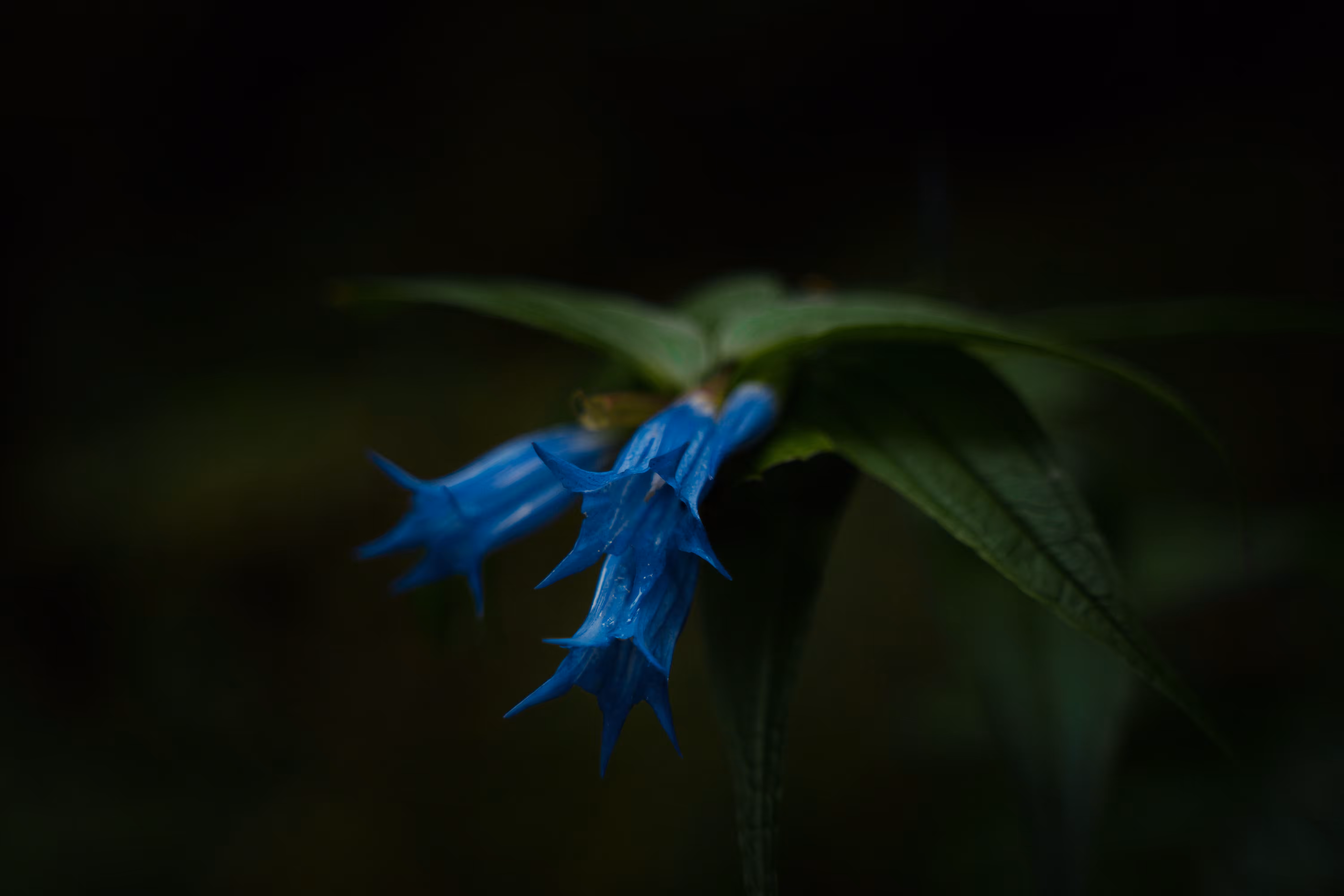 blue flower