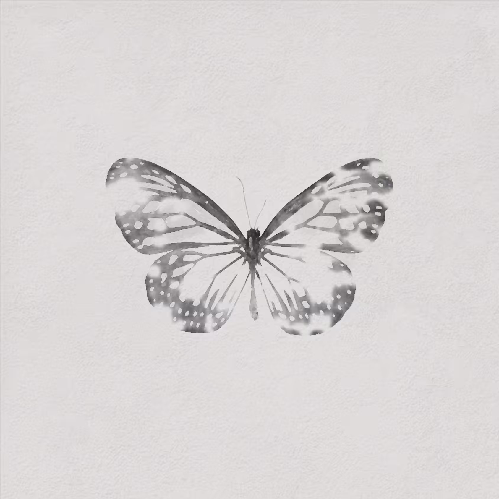 The Broken Butterfly
