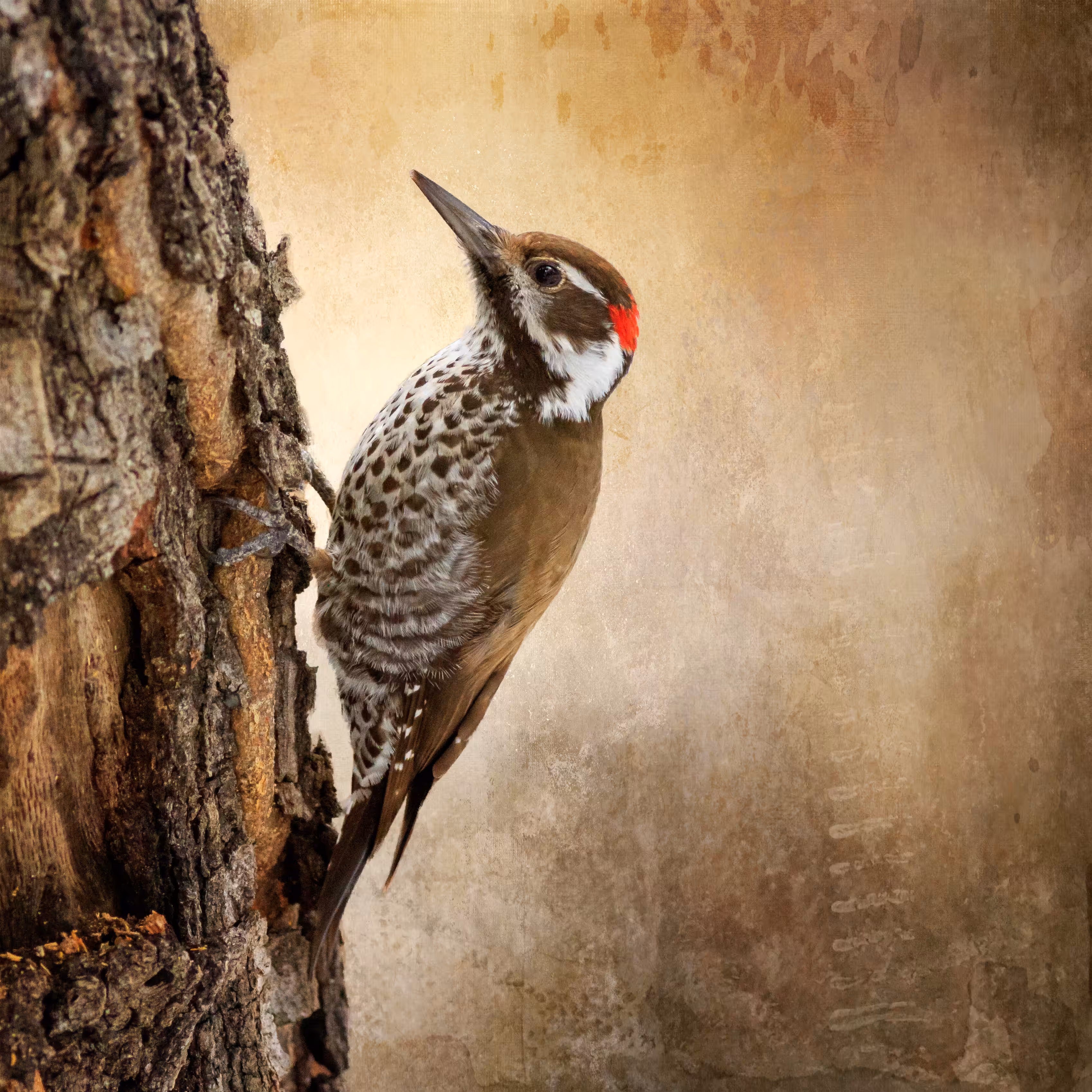 Quiet Drummer - Wildlife Journeys Collection