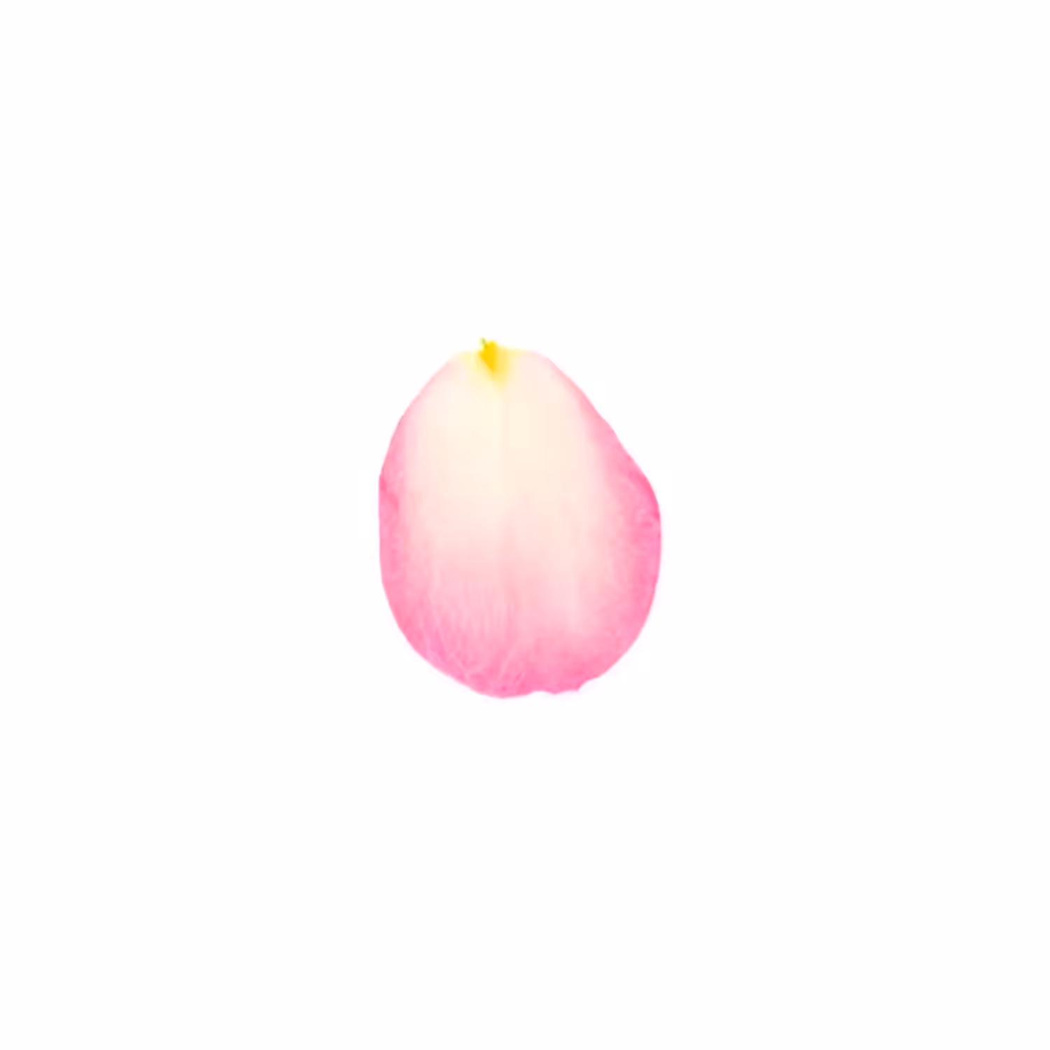 Infinite Petals 1x1#101