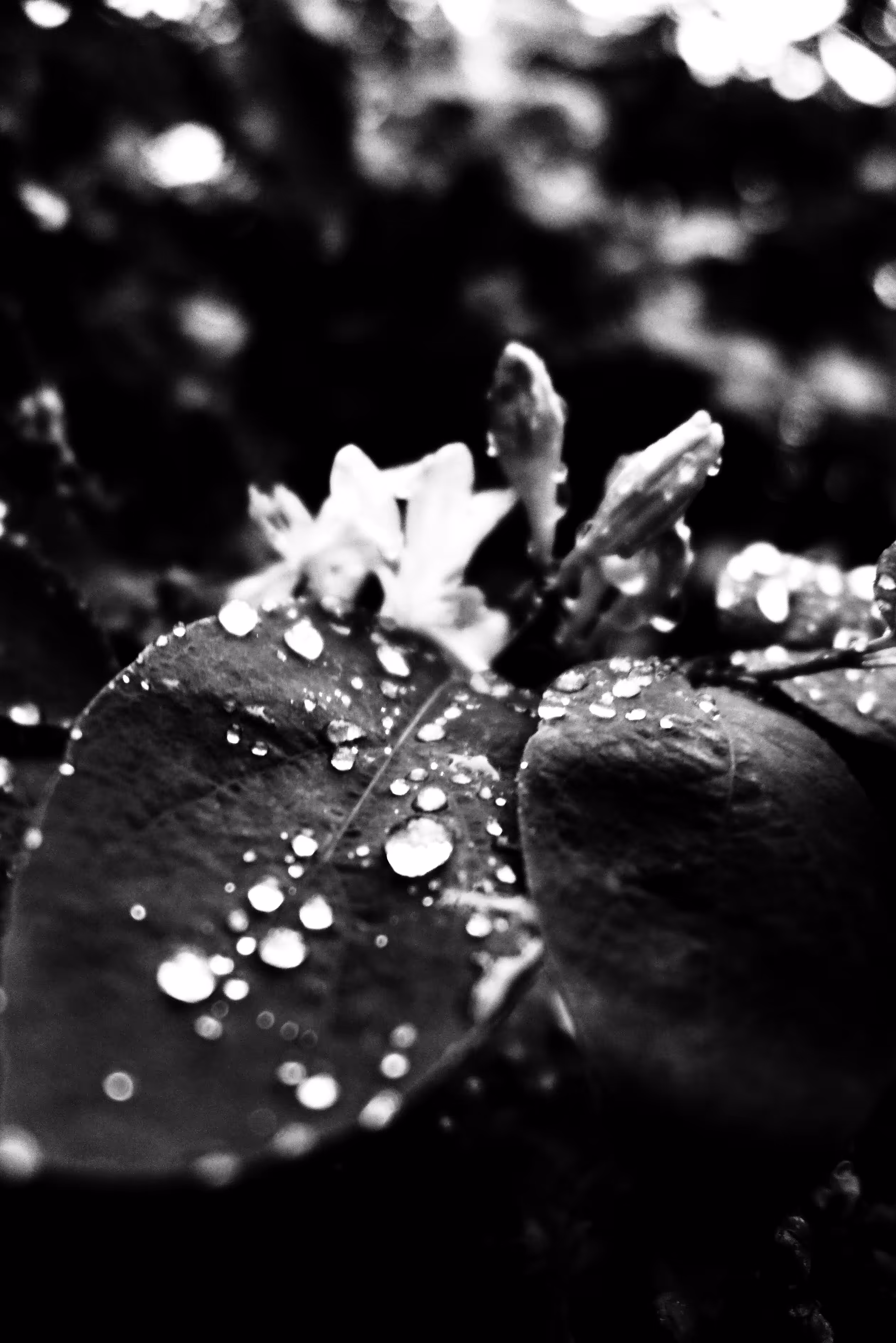 Monochrome Rain