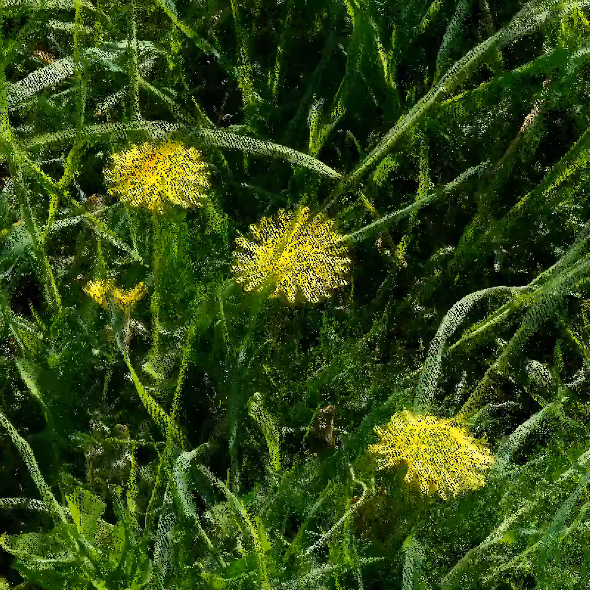 Dandelions