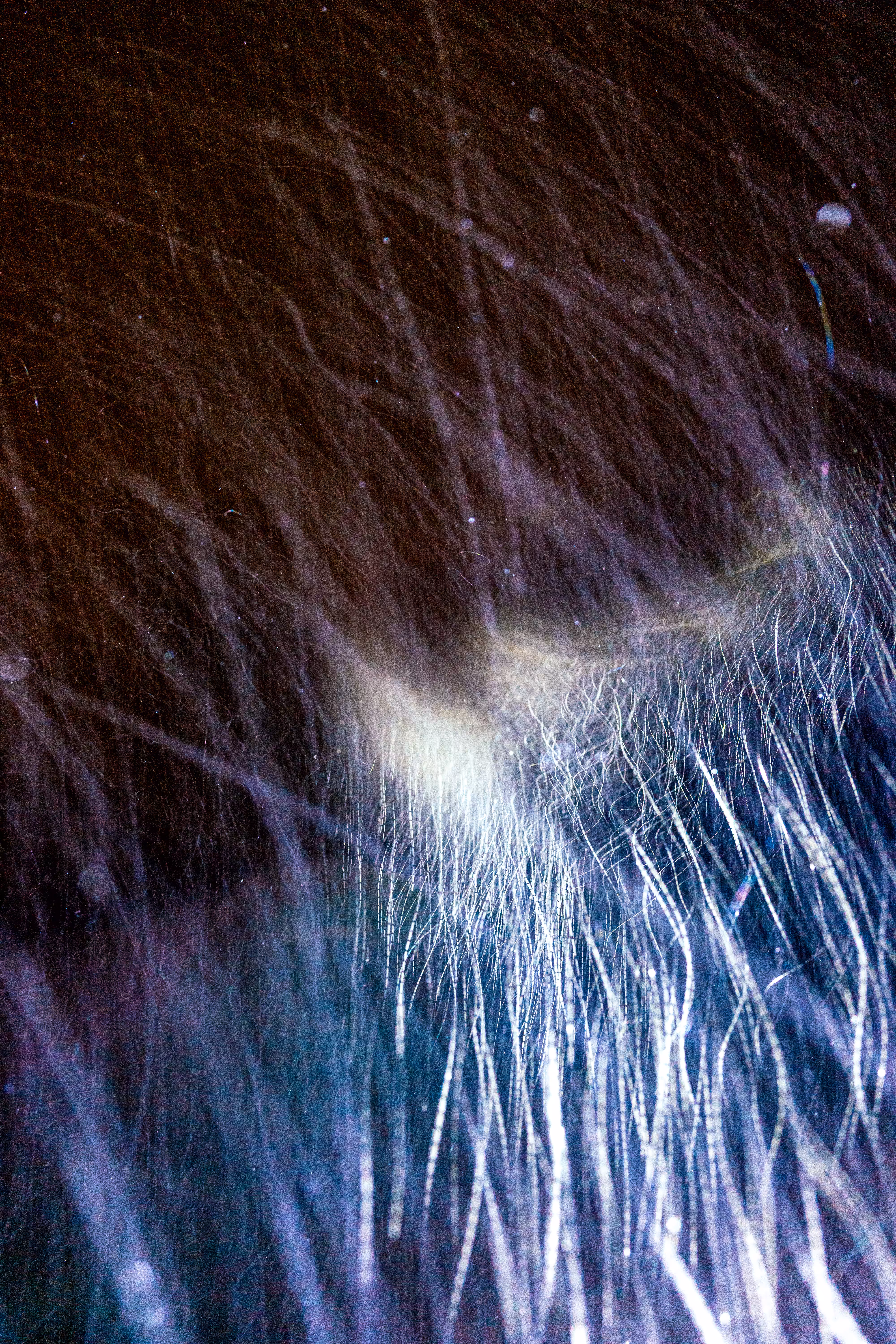 GISELXLIGHTSLURRY: L1210381 : An omen of the skies