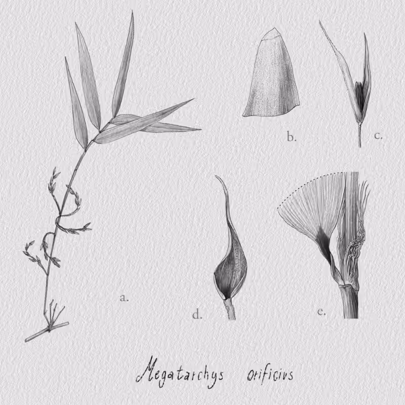 Botanical Illustration - Bambusoideae 1 #30