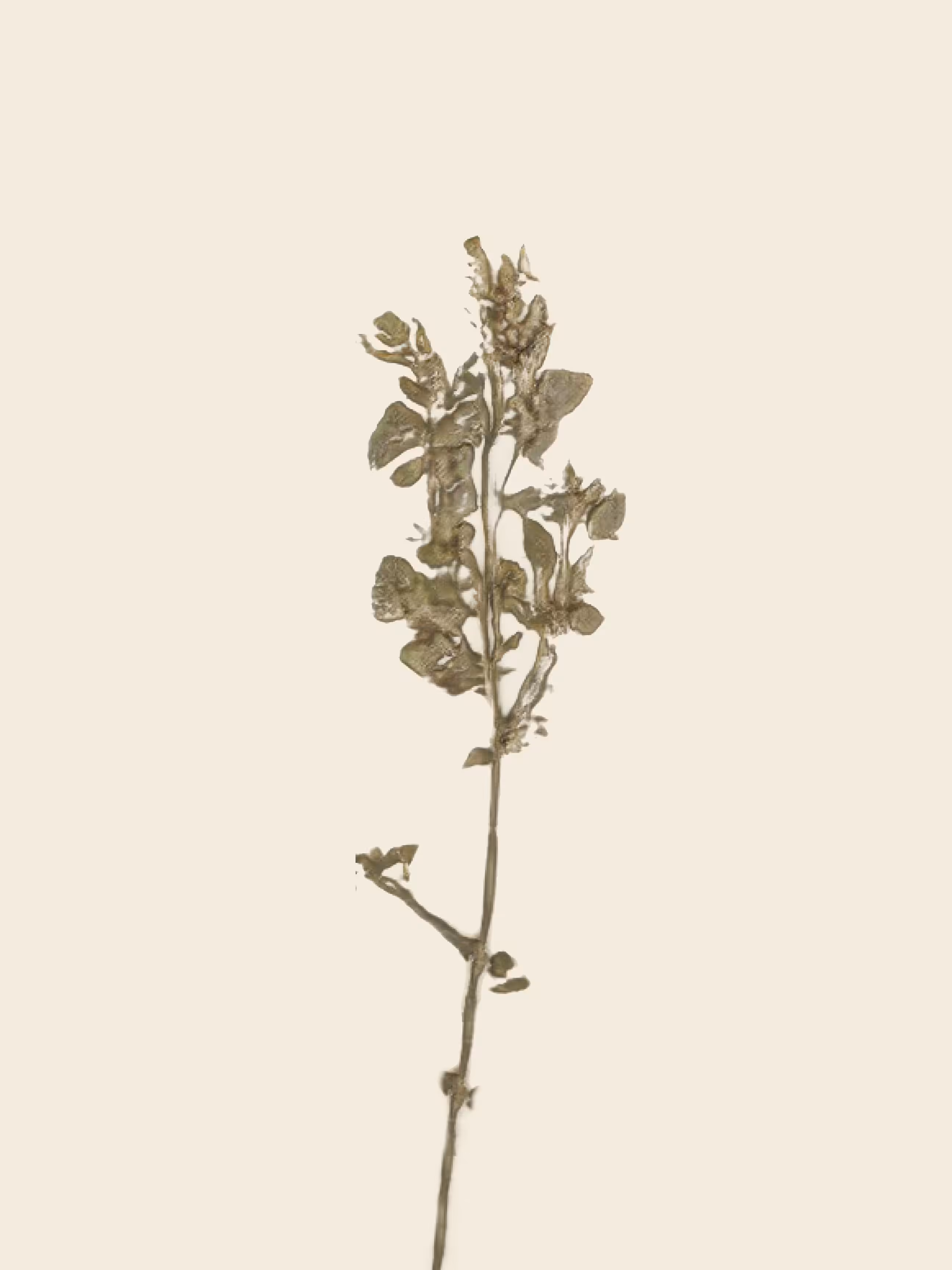 potential herbariums: laevis hirsuta (study)
