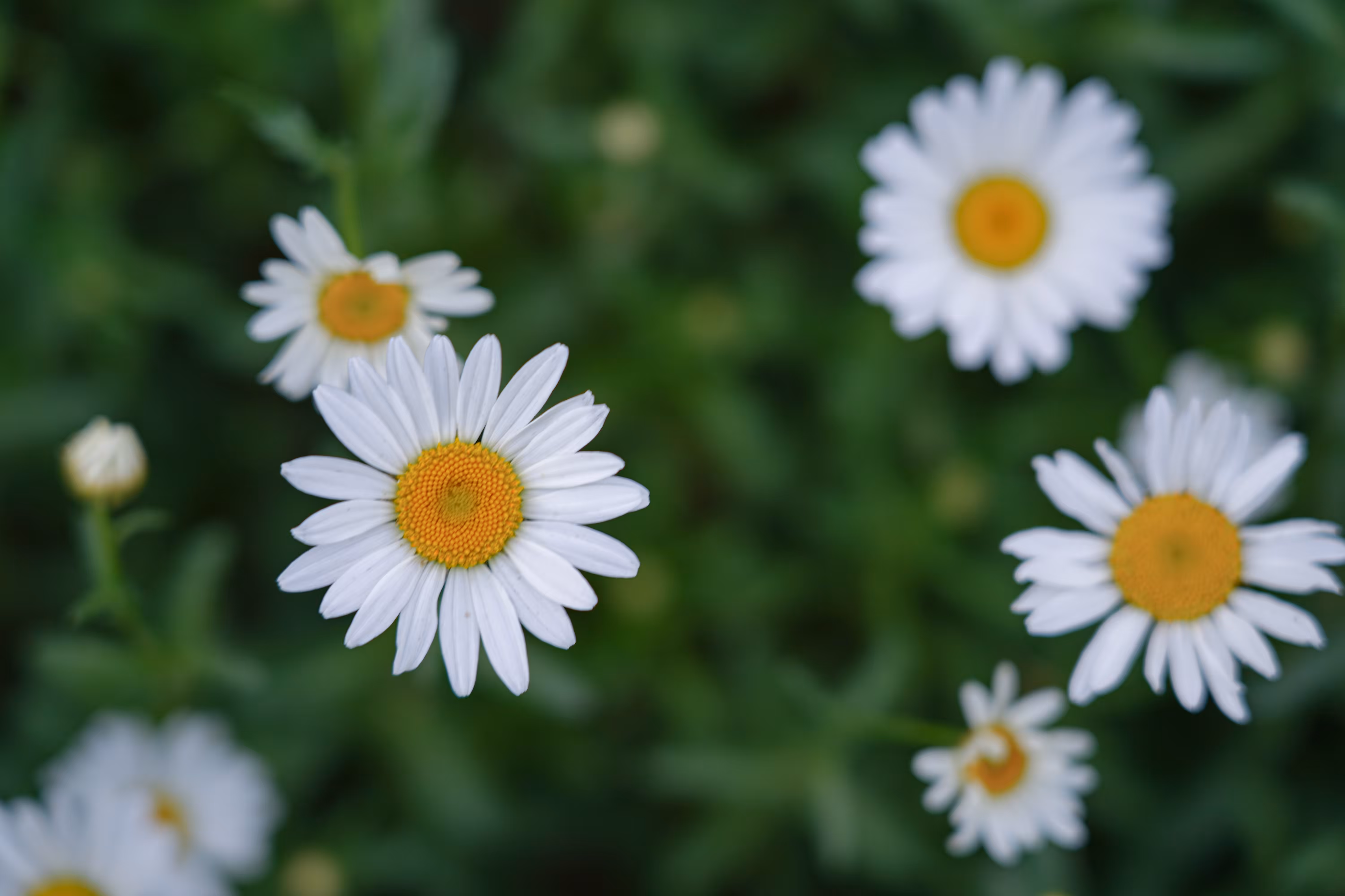 flowers: The Eyes of the Sun
