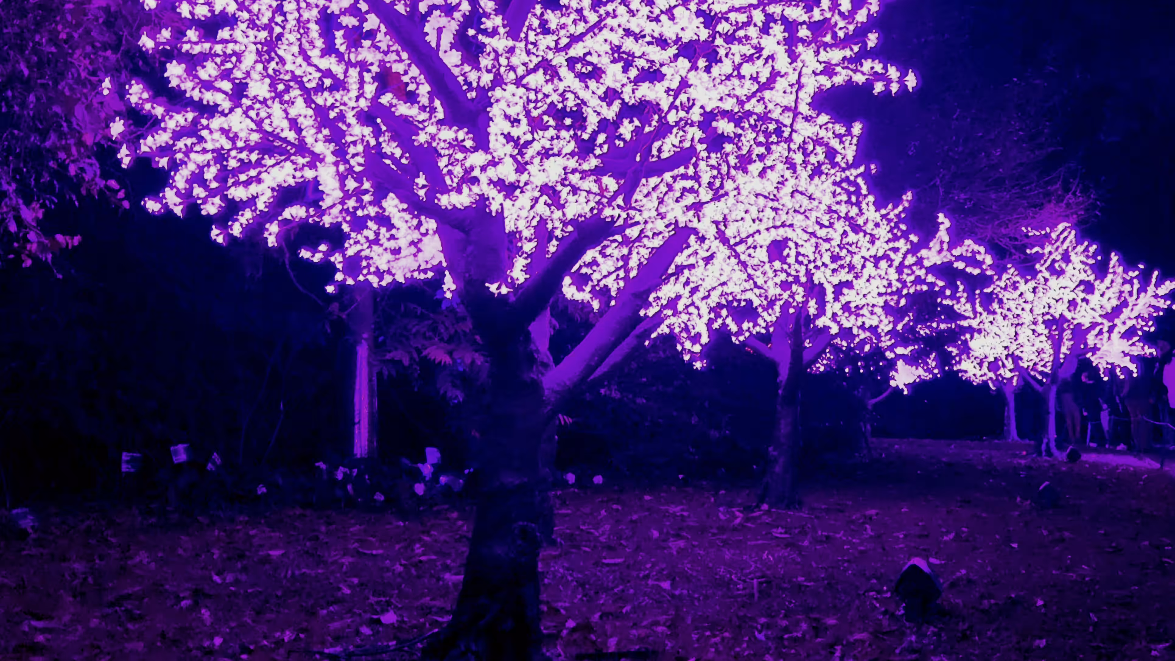 Lightscape  - purple haze